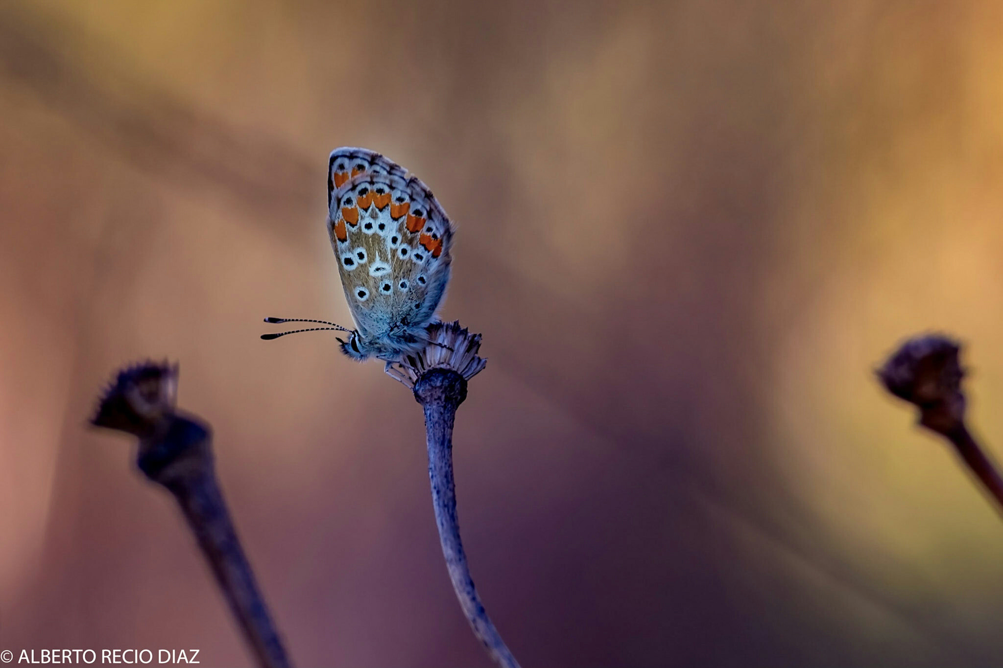 Fujifilm XF 55-200mm F3.5-4.8 R LM OIS sample photo. Mariposa al amanecer  photography