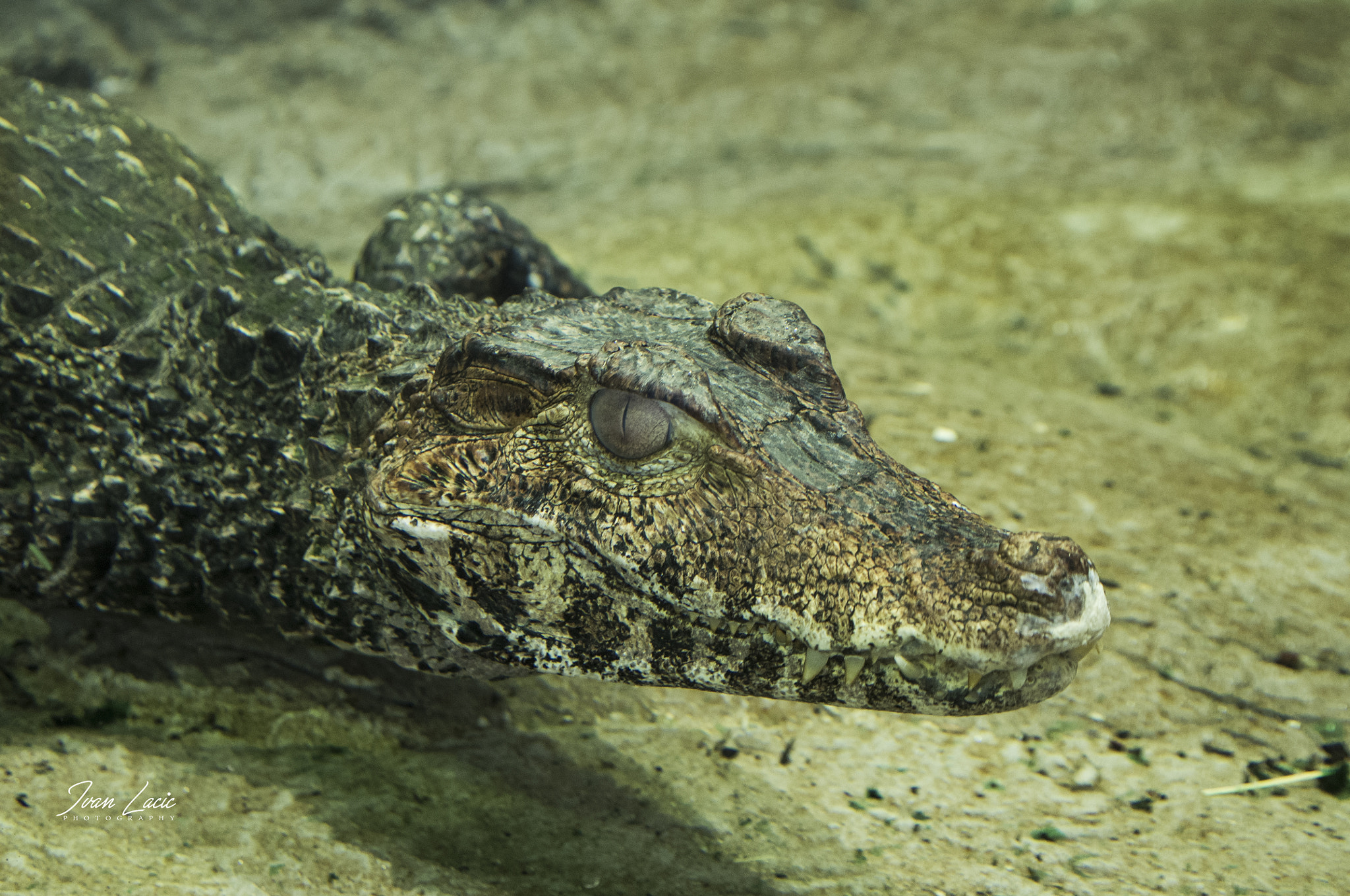 Pentax smc DA 16-45mm F4 ED AL sample photo. Aligator photography