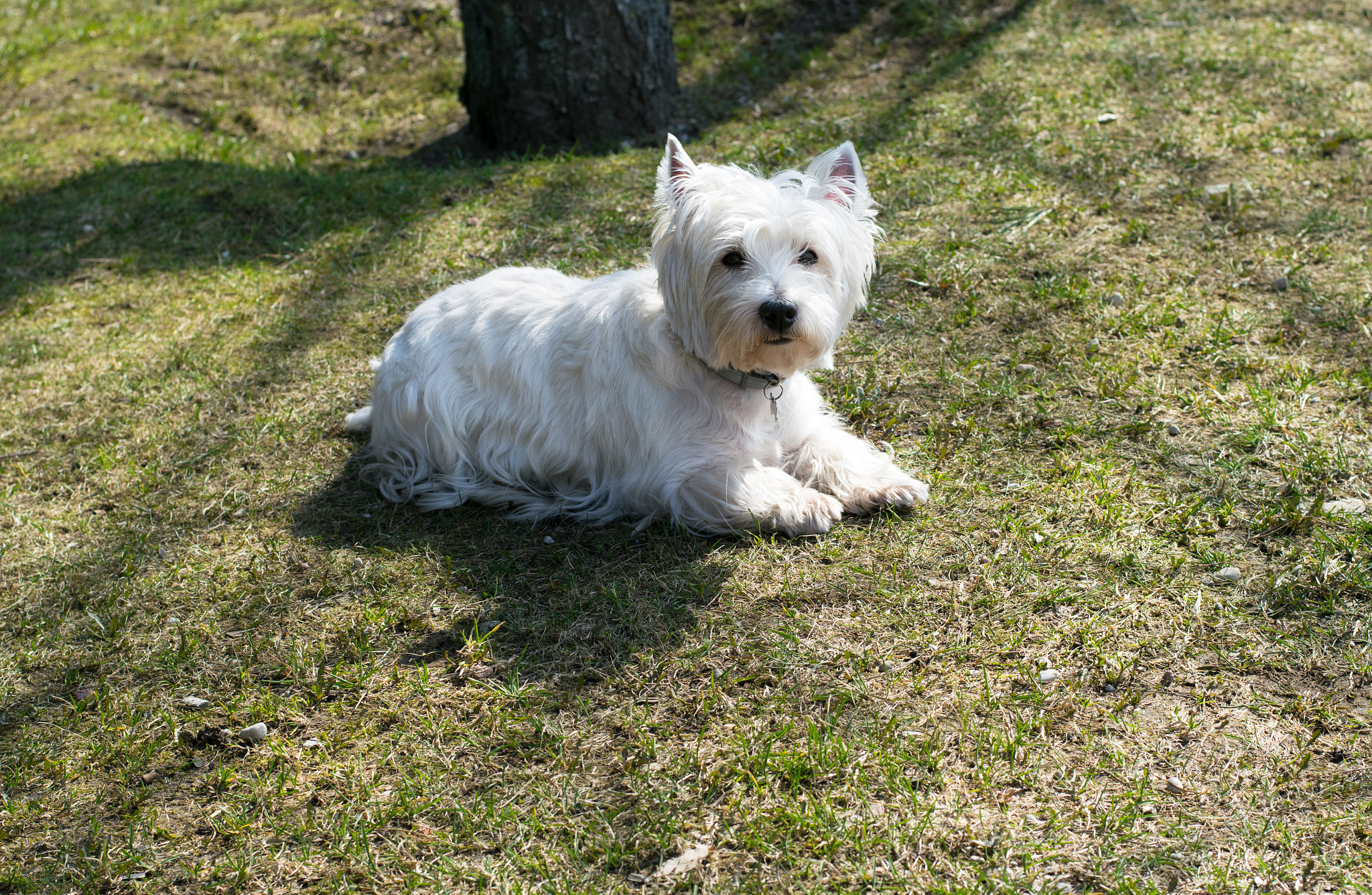 Nikon AF-S Nikkor 50mm F1.8G sample photo. West highland white terrier photography