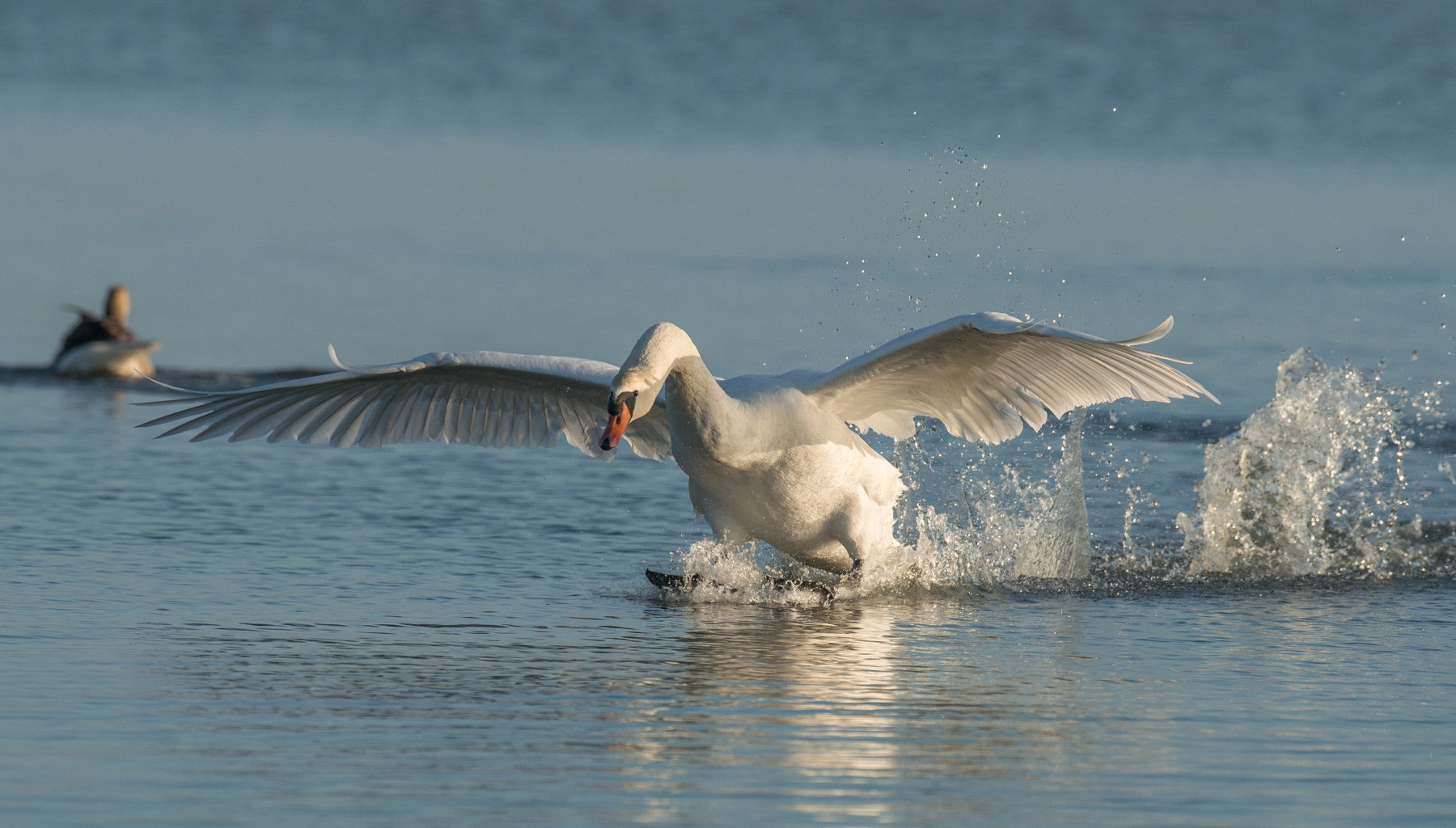 Nikon AF-S Nikkor 500mm F4G ED VR sample photo. Schwanlandung photography