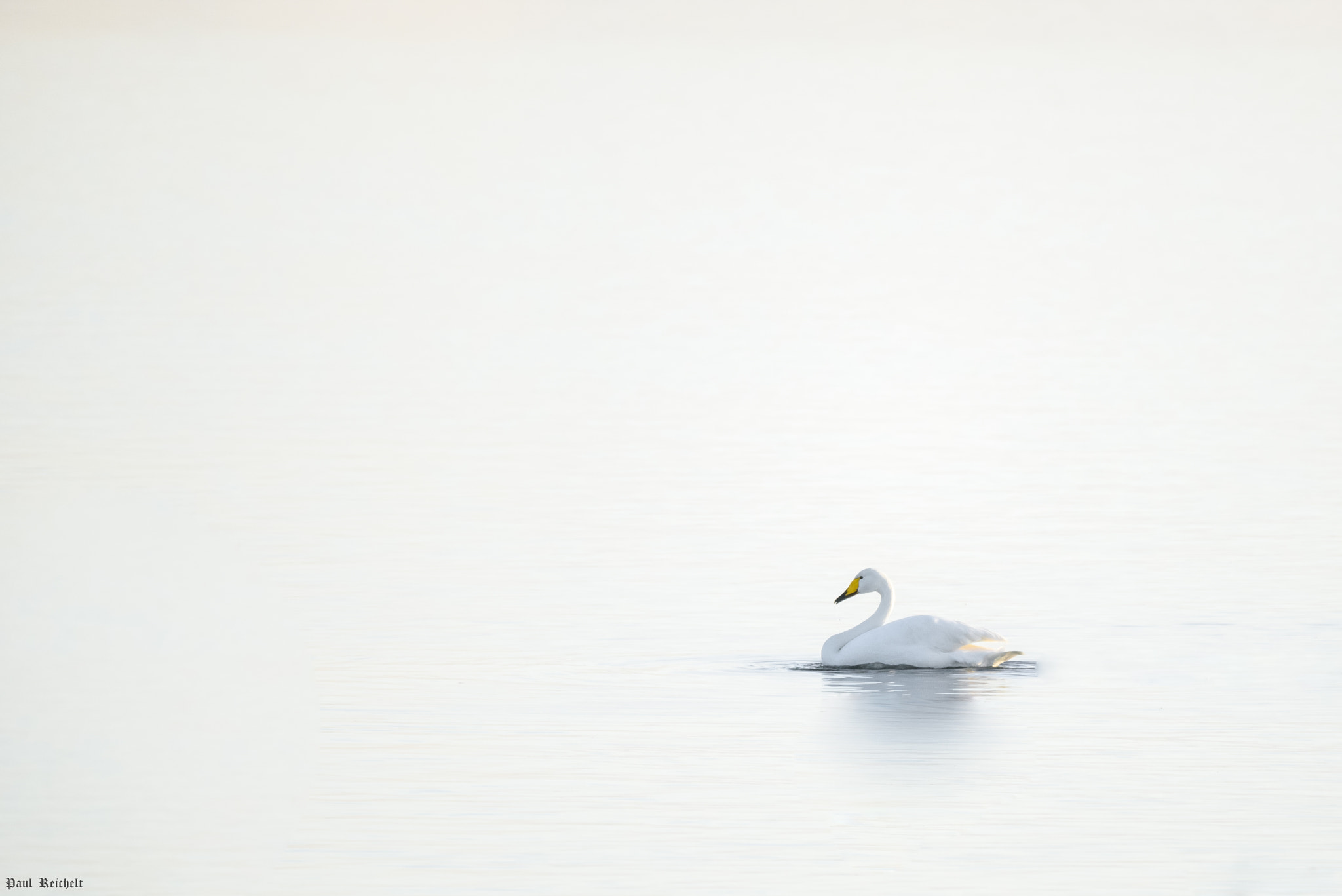 Nikon D750 + Sigma 150-600mm F5-6.3 DG OS HSM | S sample photo. Whooper swan photography