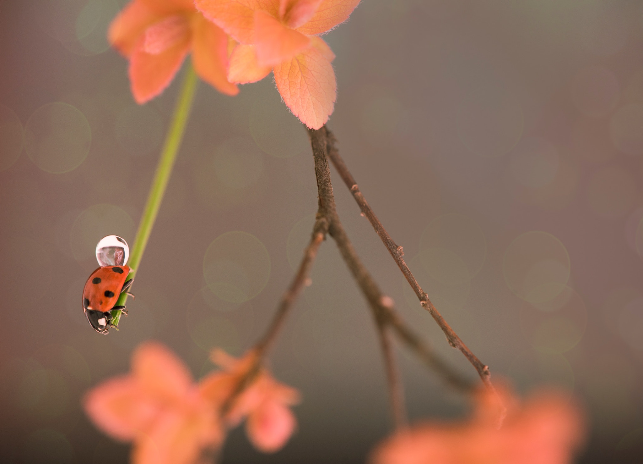 Nikon AF-S Micro-Nikkor 105mm F2.8G IF-ED VR sample photo. Bugslife photography