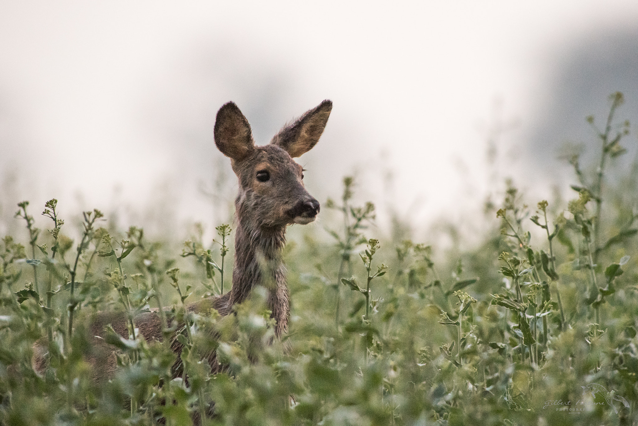 Nikon AF-S Nikkor 300mm F2.8G ED VR II sample photo. Hello! photography