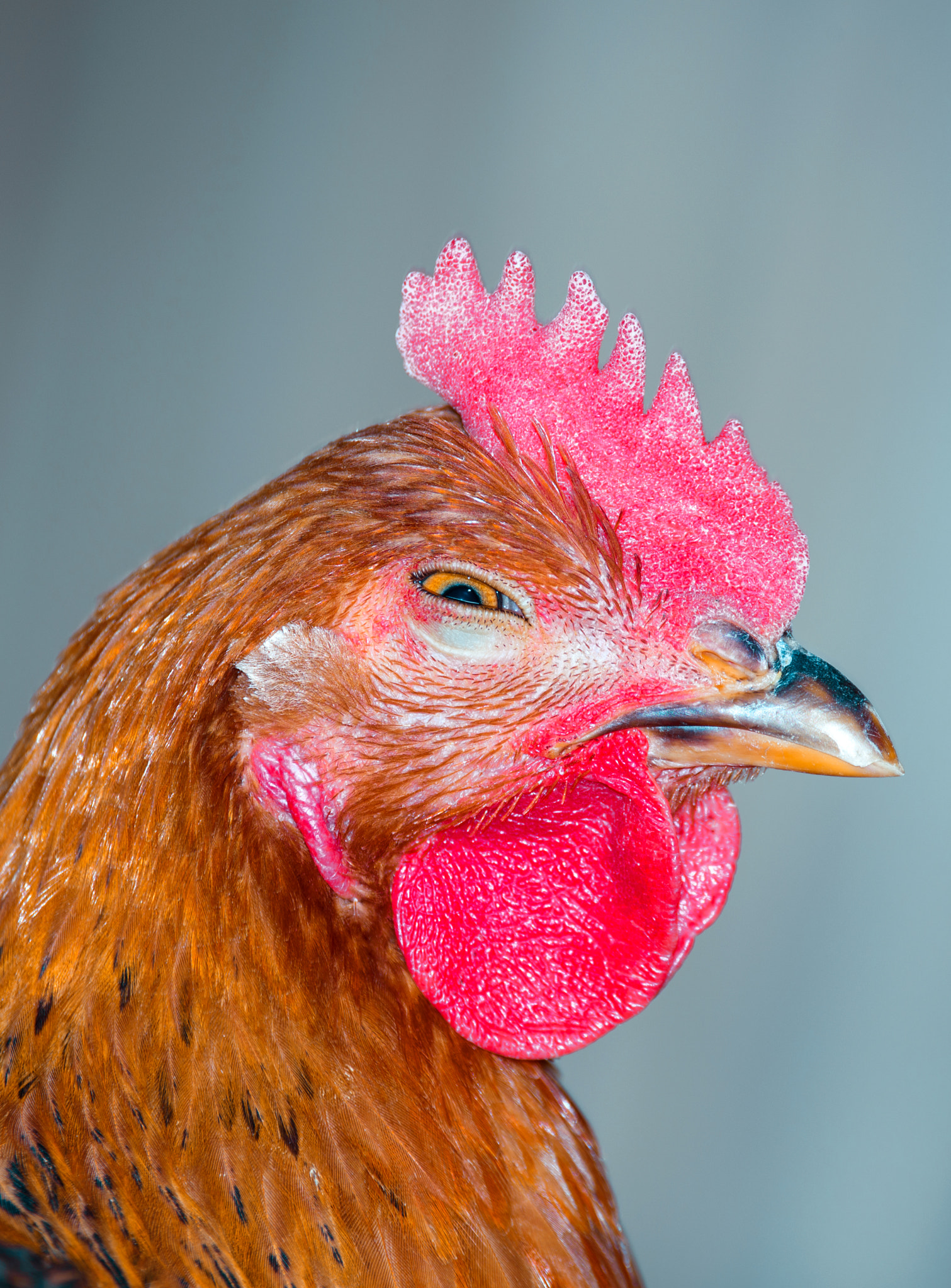 Sigma 150-600mm F5-6.3 DG OS HSM | C sample photo. Lue-1875 photography