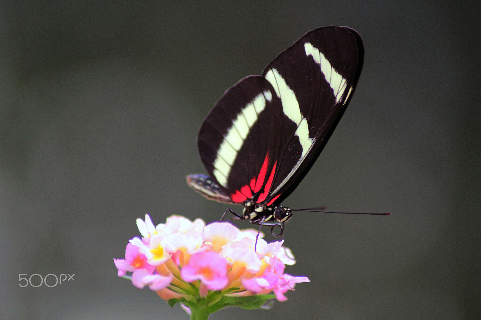 Canon EOS 550D (EOS Rebel T2i / EOS Kiss X4) sample photo. Lepidoptera photography