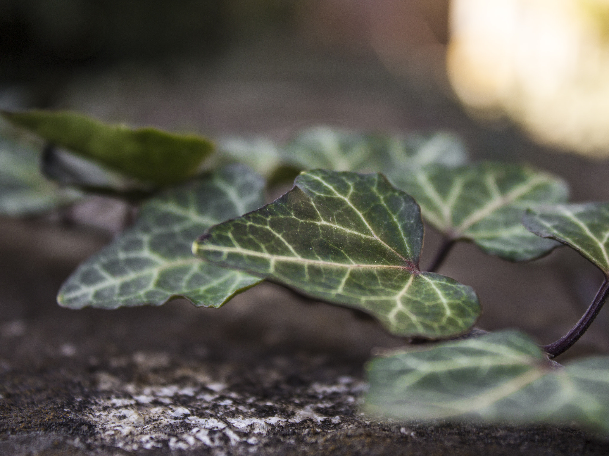 Canon EF-S 18-55mm F3.5-5.6 IS sample photo. Ivy photography
