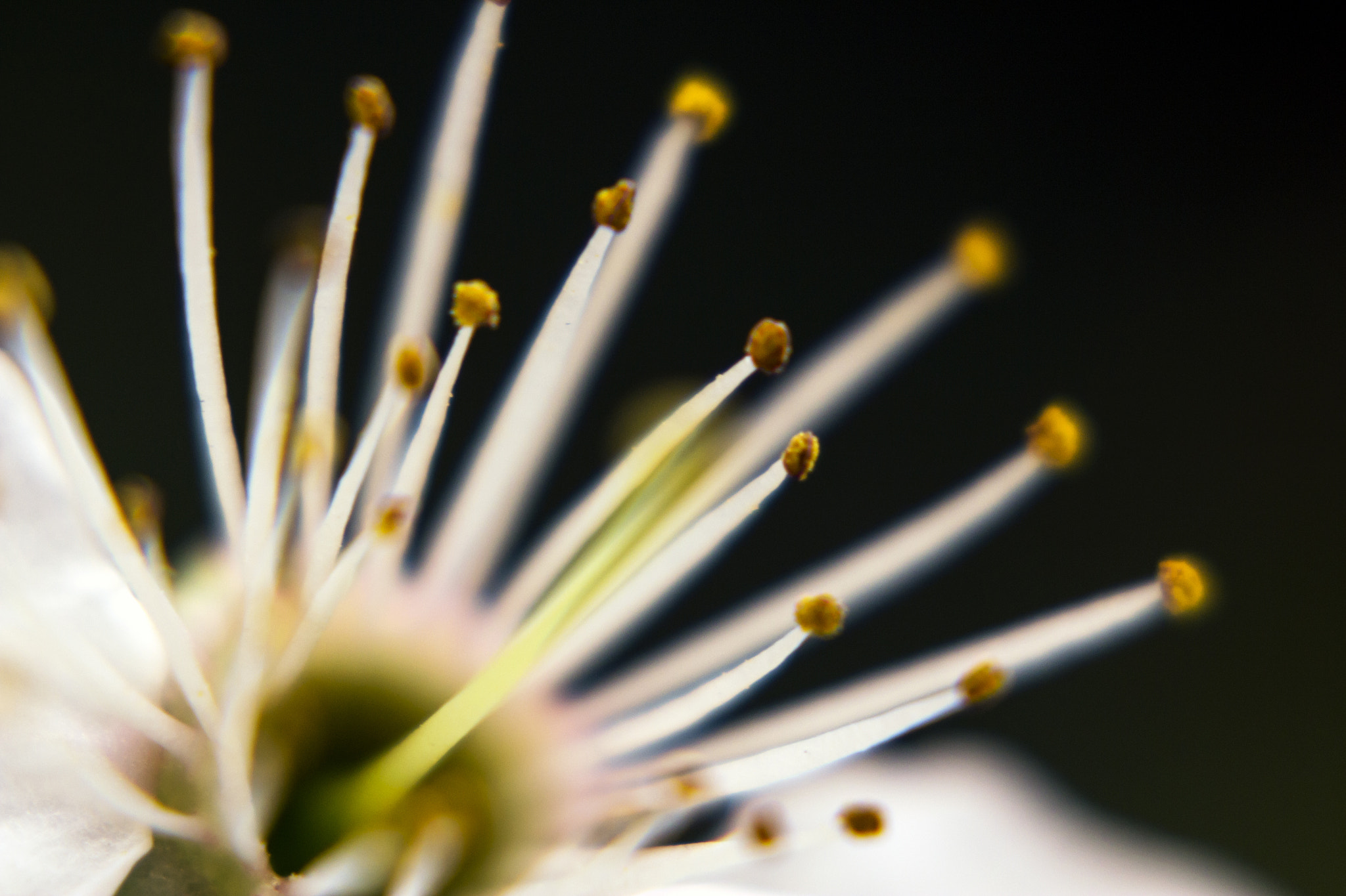 Canon EF 100mm F2.8L Macro IS USM sample photo. Fgdlk photography
