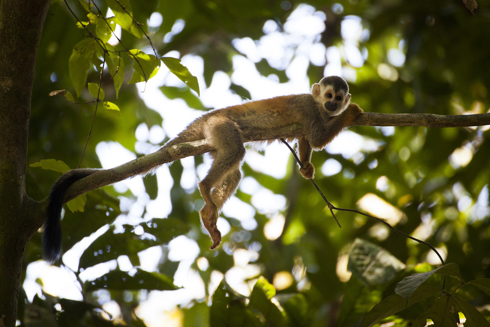 Canon EOS 5D Mark II sample photo. Julia laffaille focus aventure costa rica manuel antonio photography