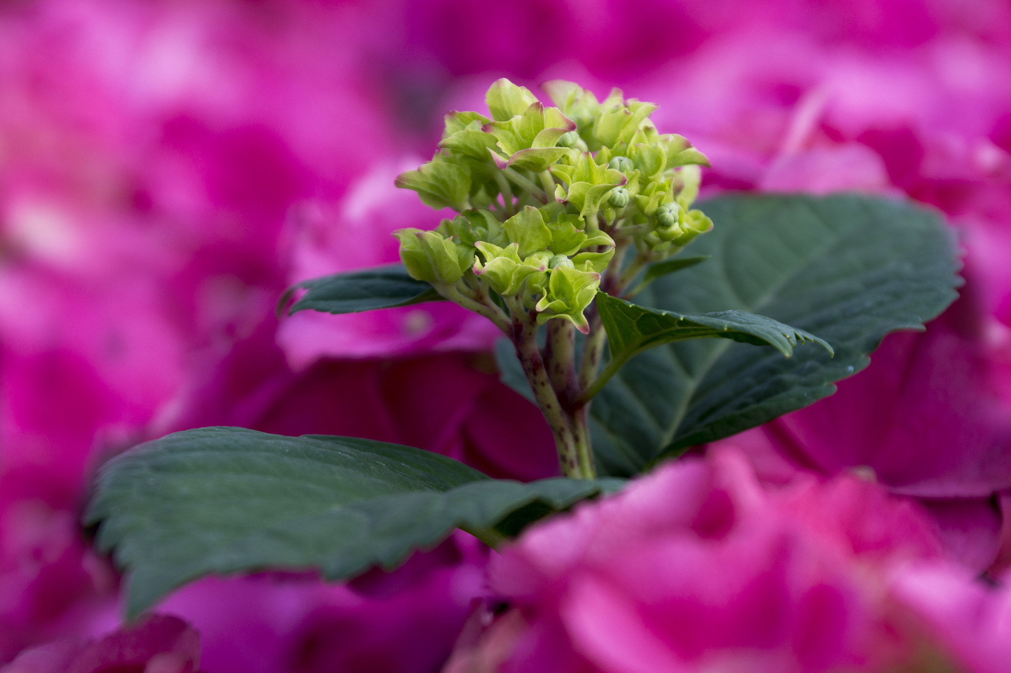 Sony DT 18-135mm F3.5-5.6 SAM sample photo. Baharın müjdesi photography