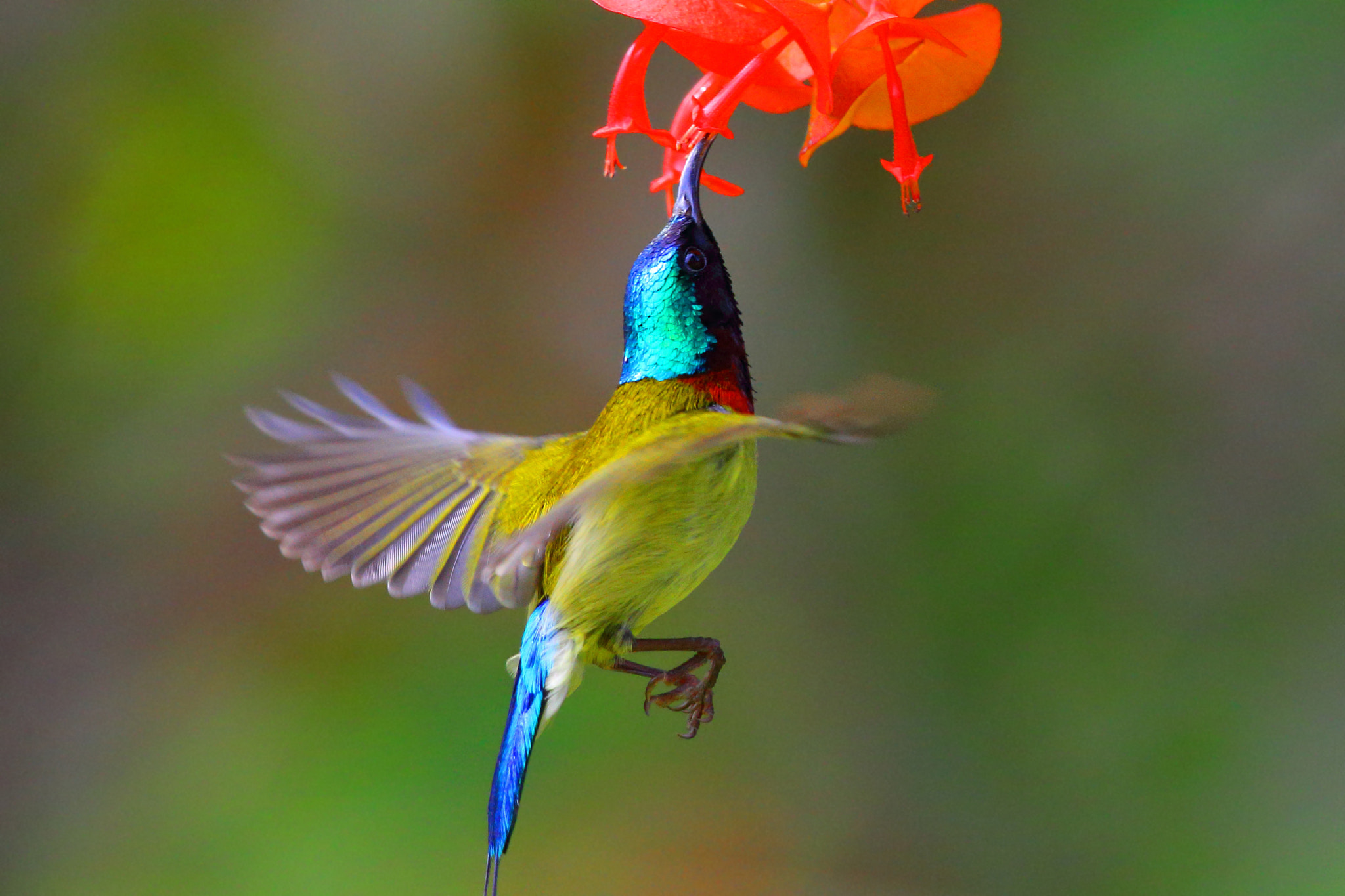 Canon EOS-1D X sample photo. The birds eat the honey photography