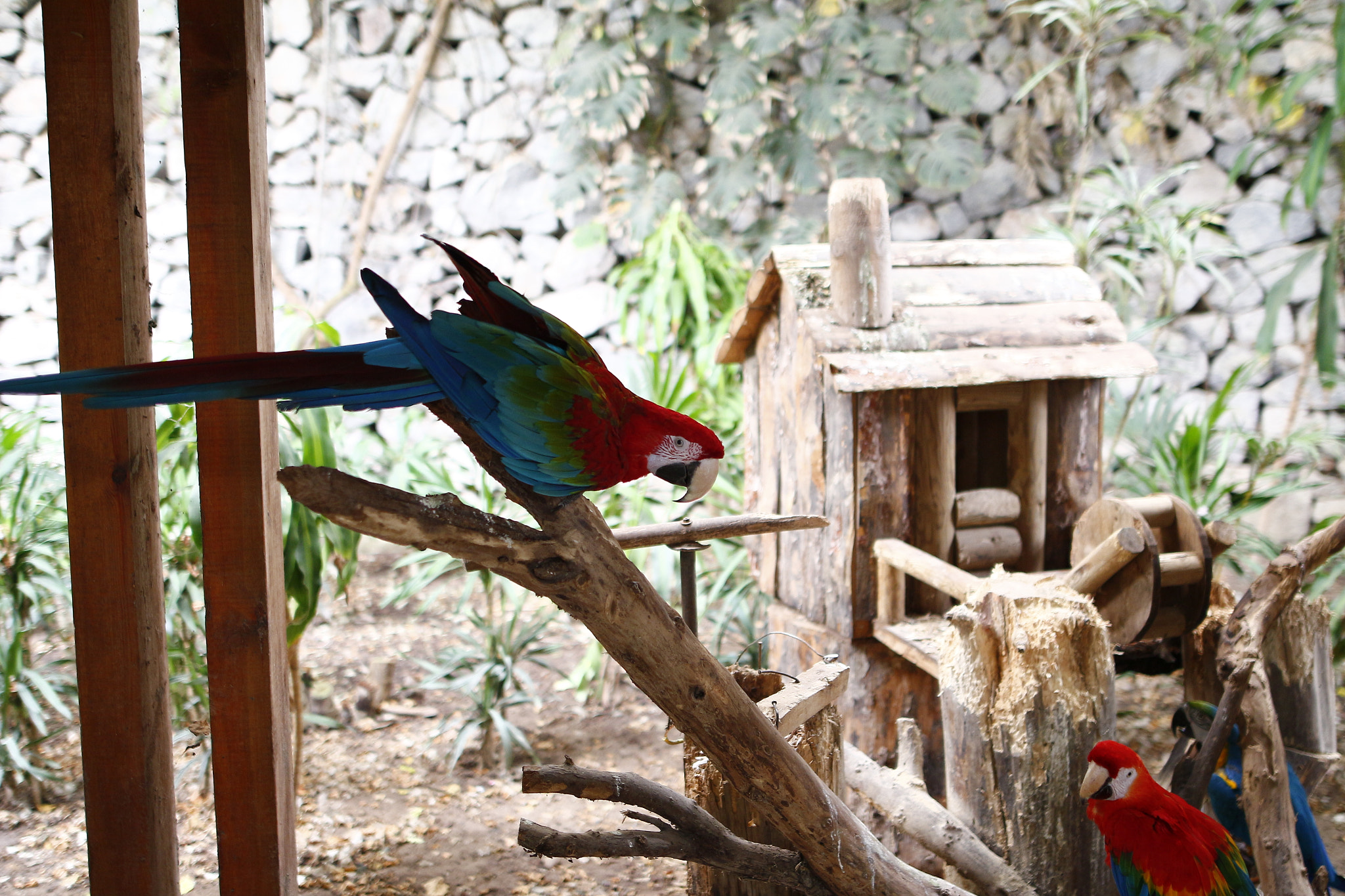 Canon EOS 650D (EOS Rebel T4i / EOS Kiss X6i) sample photo. Parrot photography