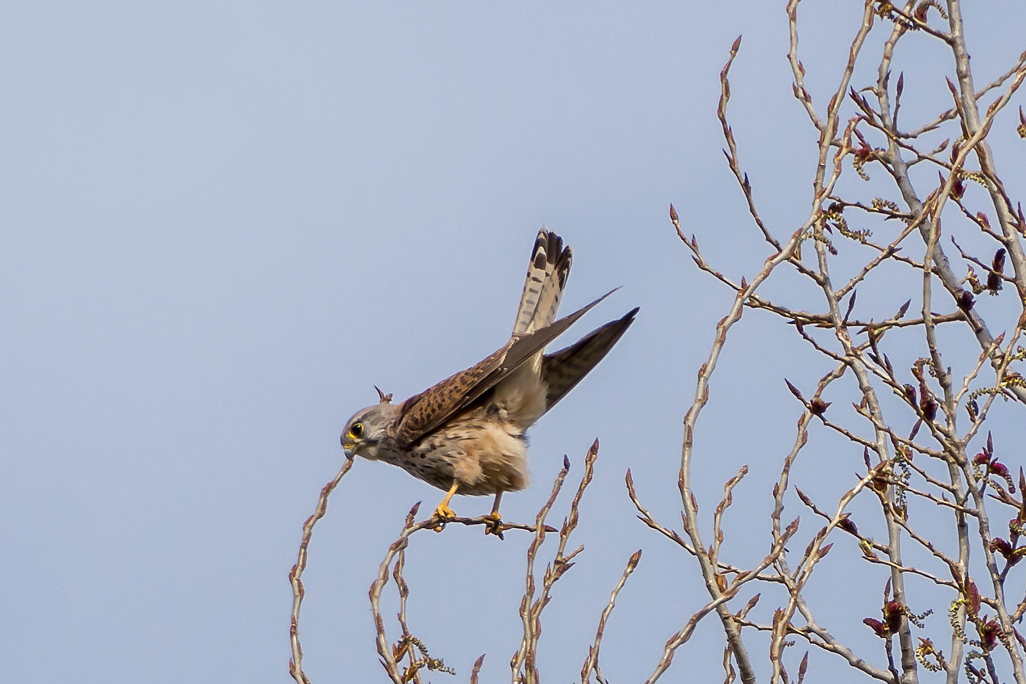 Nikon D7200 sample photo. Kestrel(of ) photography