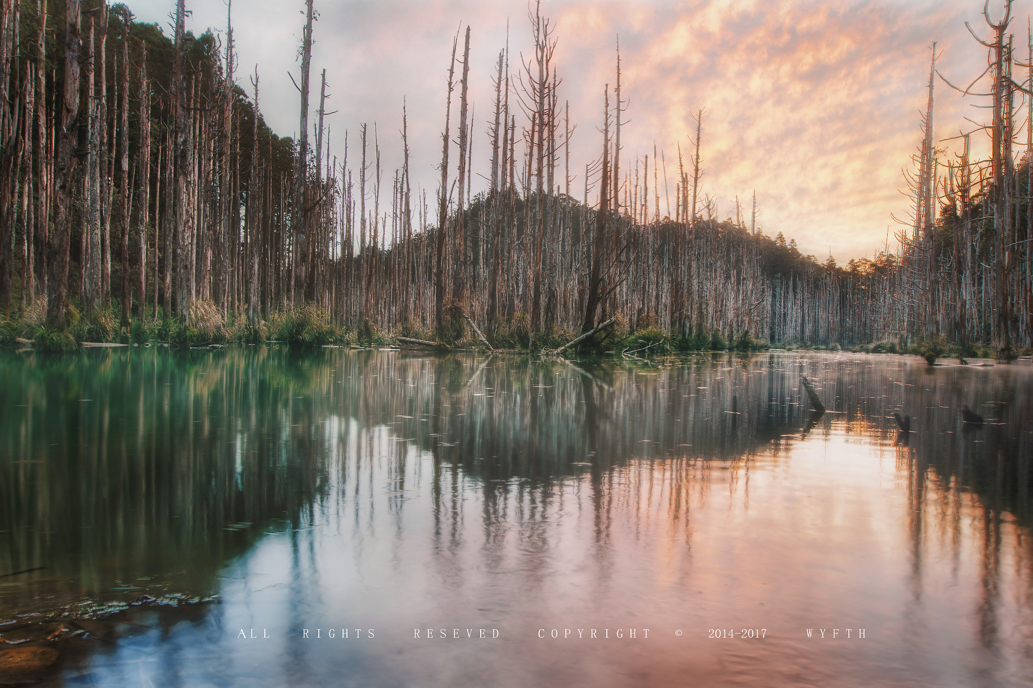 Canon EF 16-35mm F2.8L II USM sample photo. Shui yang forest photography