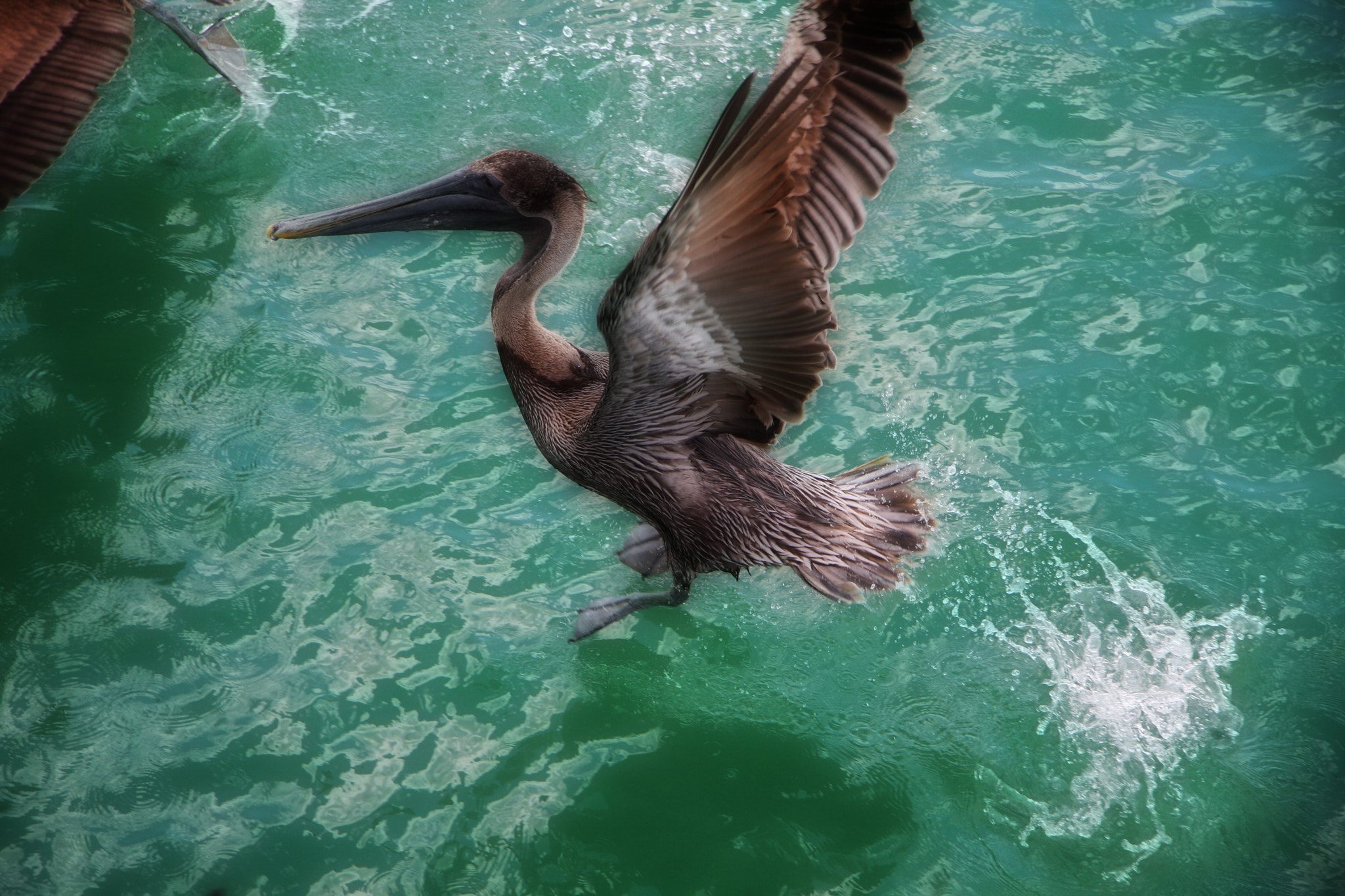 Canon EOS 40D sample photo. Florida: pellicans photography