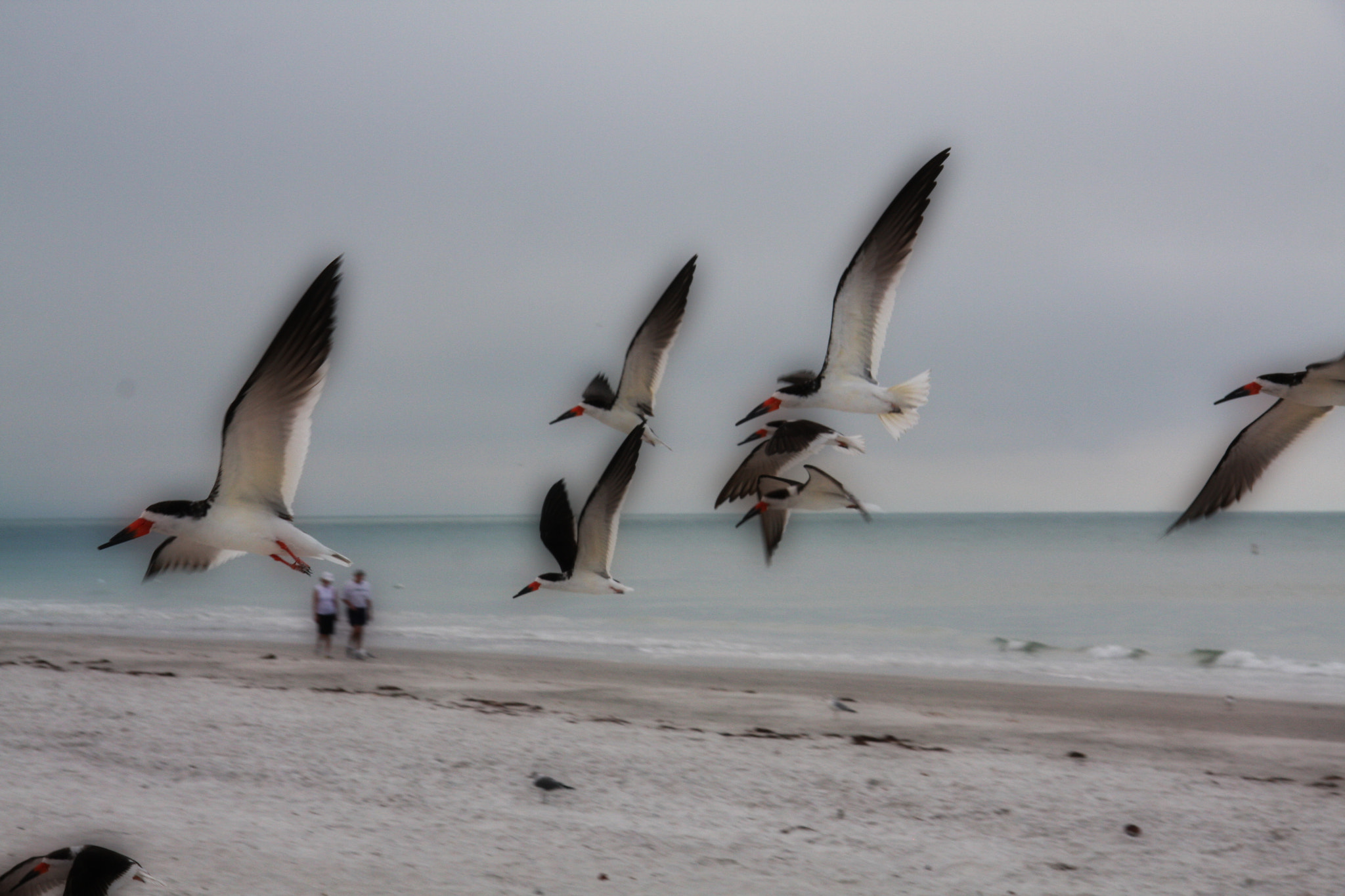 Canon EF-S 17-85mm F4-5.6 IS USM sample photo. Rynchops niger photography