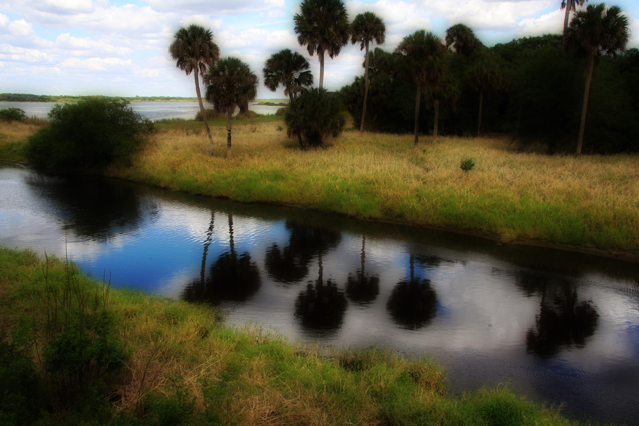 Canon EF-S 17-85mm F4-5.6 IS USM sample photo. Myakka river park photography