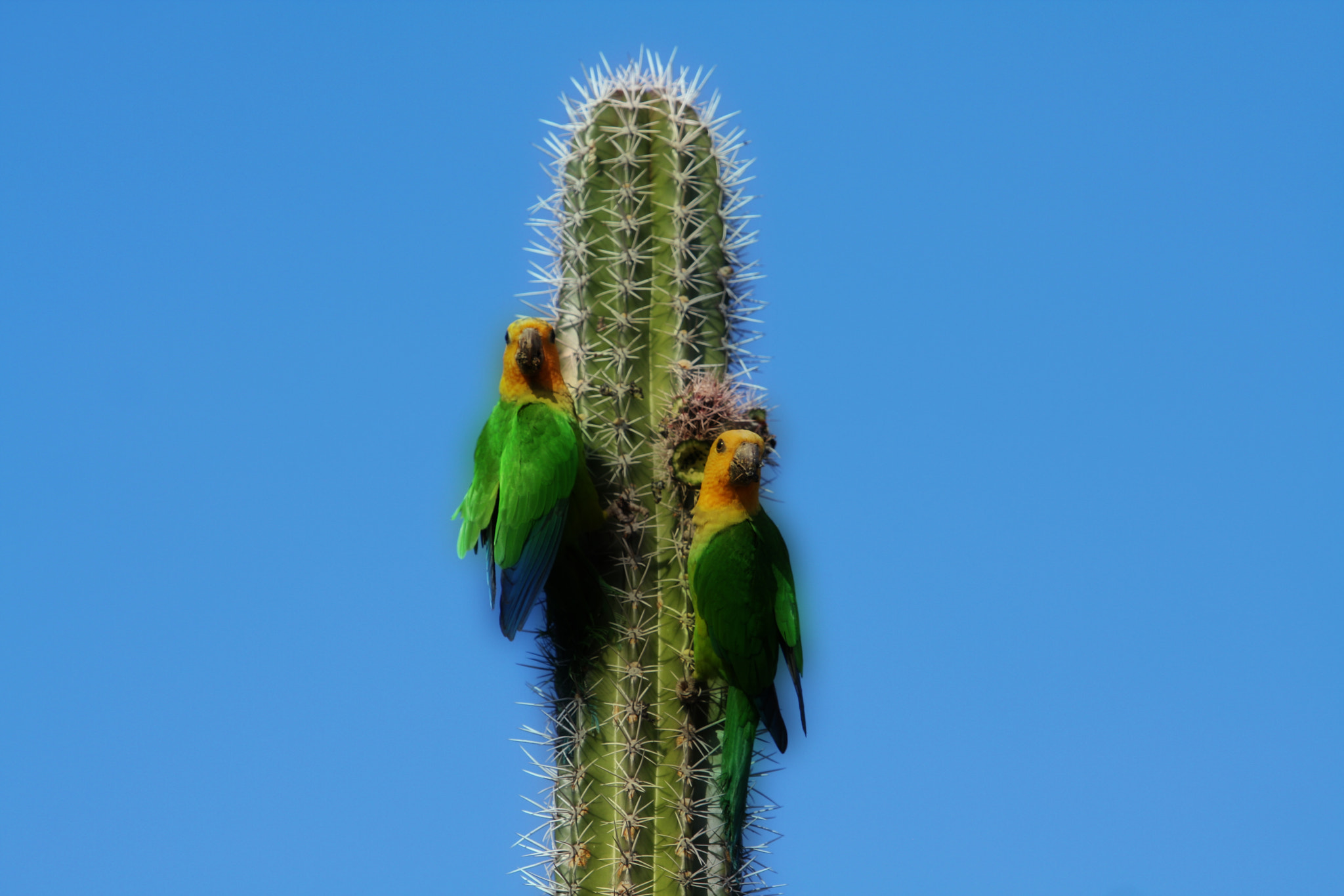 Canon EOS 40D sample photo. Bonaire parrots photography