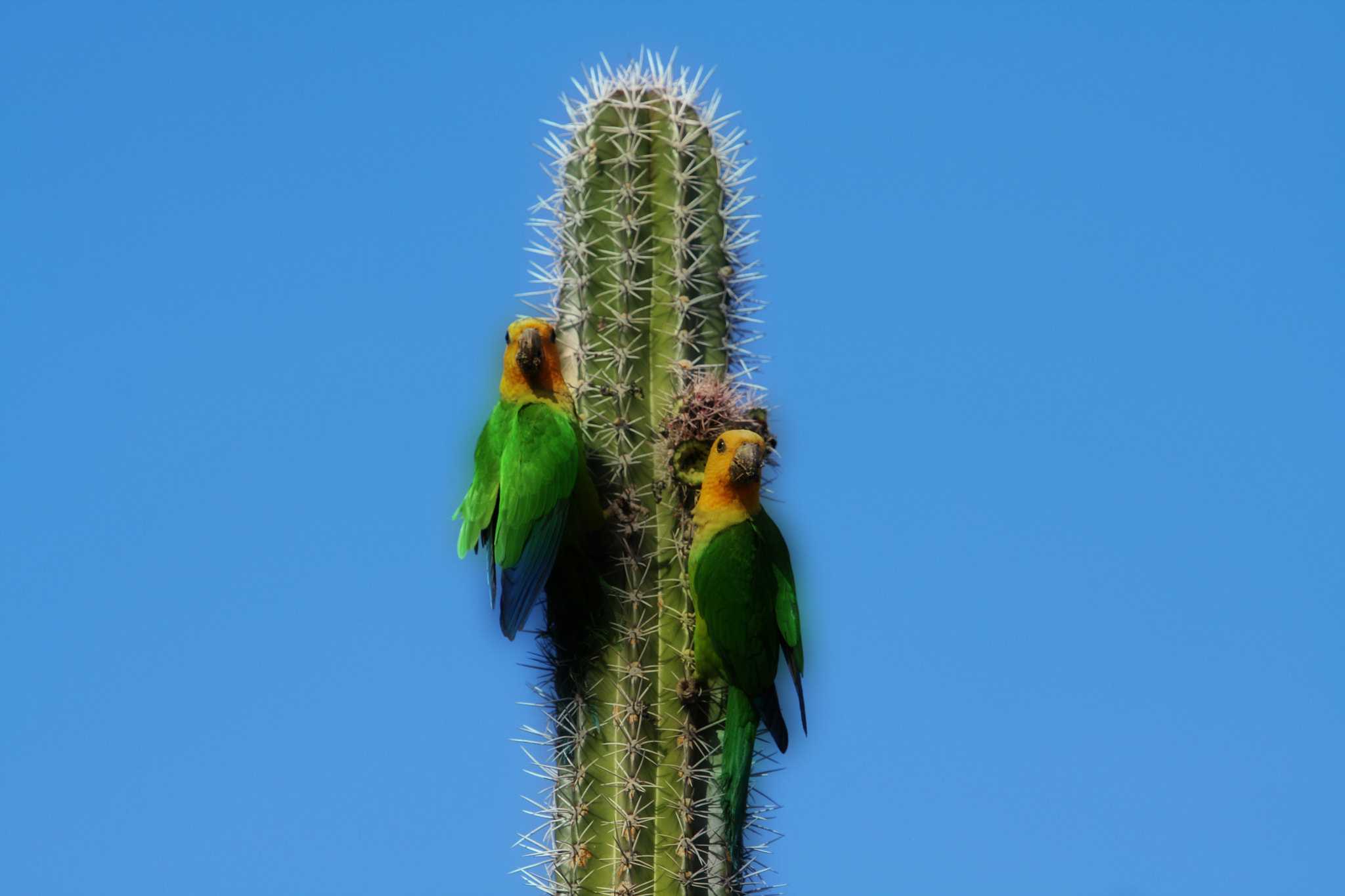 Canon EOS 40D + Canon EF 70-200mm F2.8L USM sample photo. Bonaire parrots photography