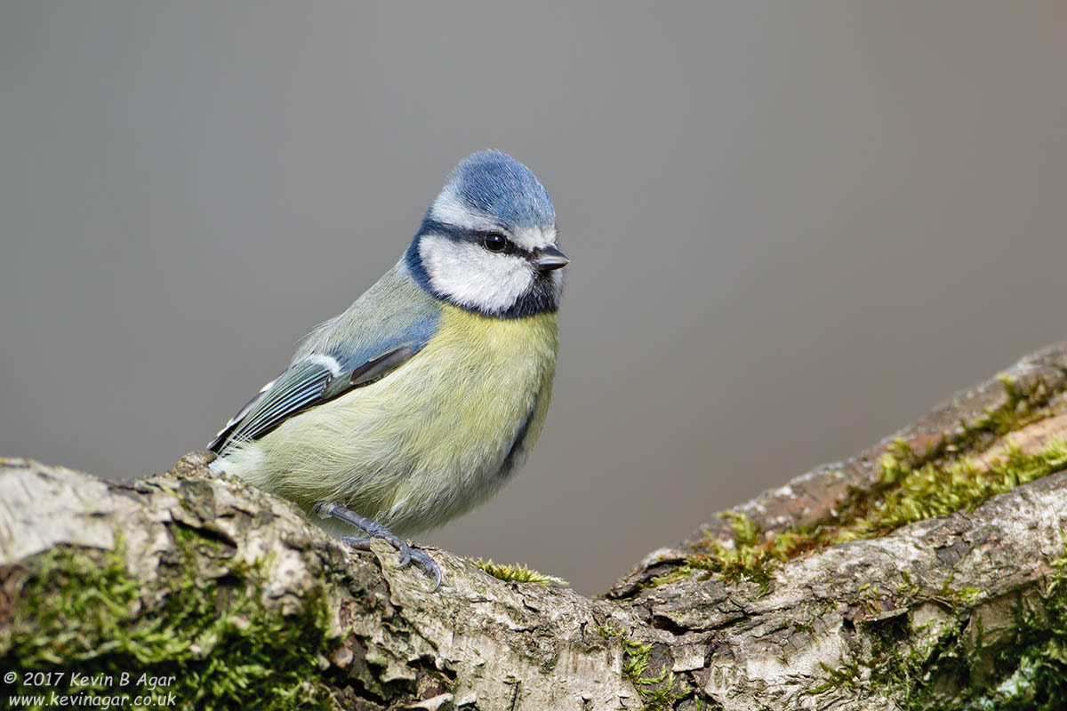 Canon EOS 7D Mark II sample photo. Blue tit, cyanistes caeruleus photography