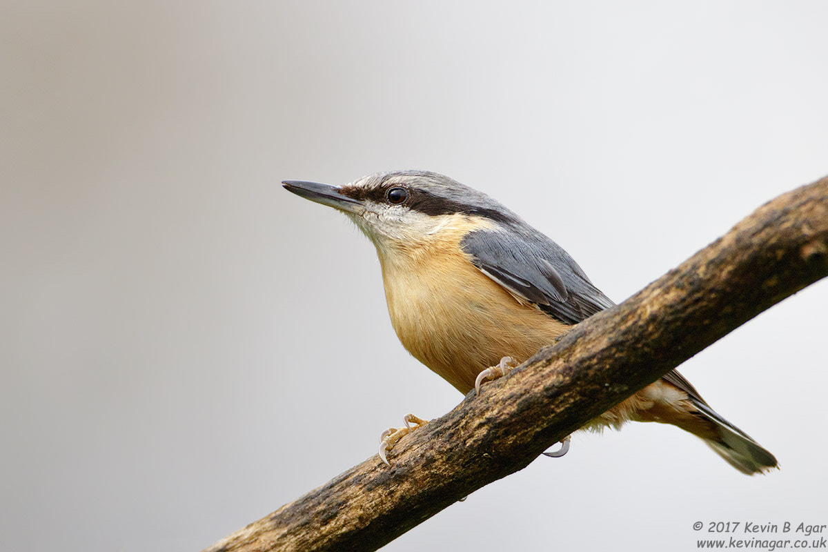 Canon EF 500mm F4L IS USM sample photo. Nuthatch, sitta europaea photography