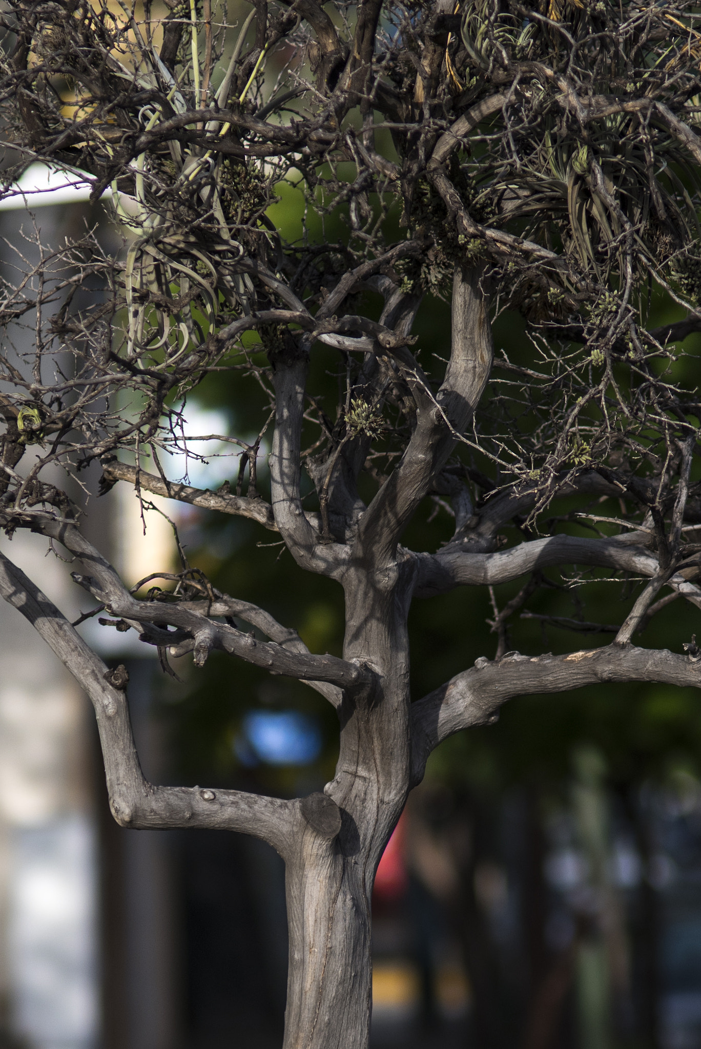 Nikon AF-Nikkor 80-200mm F2.8D ED sample photo. Mapas ii photography