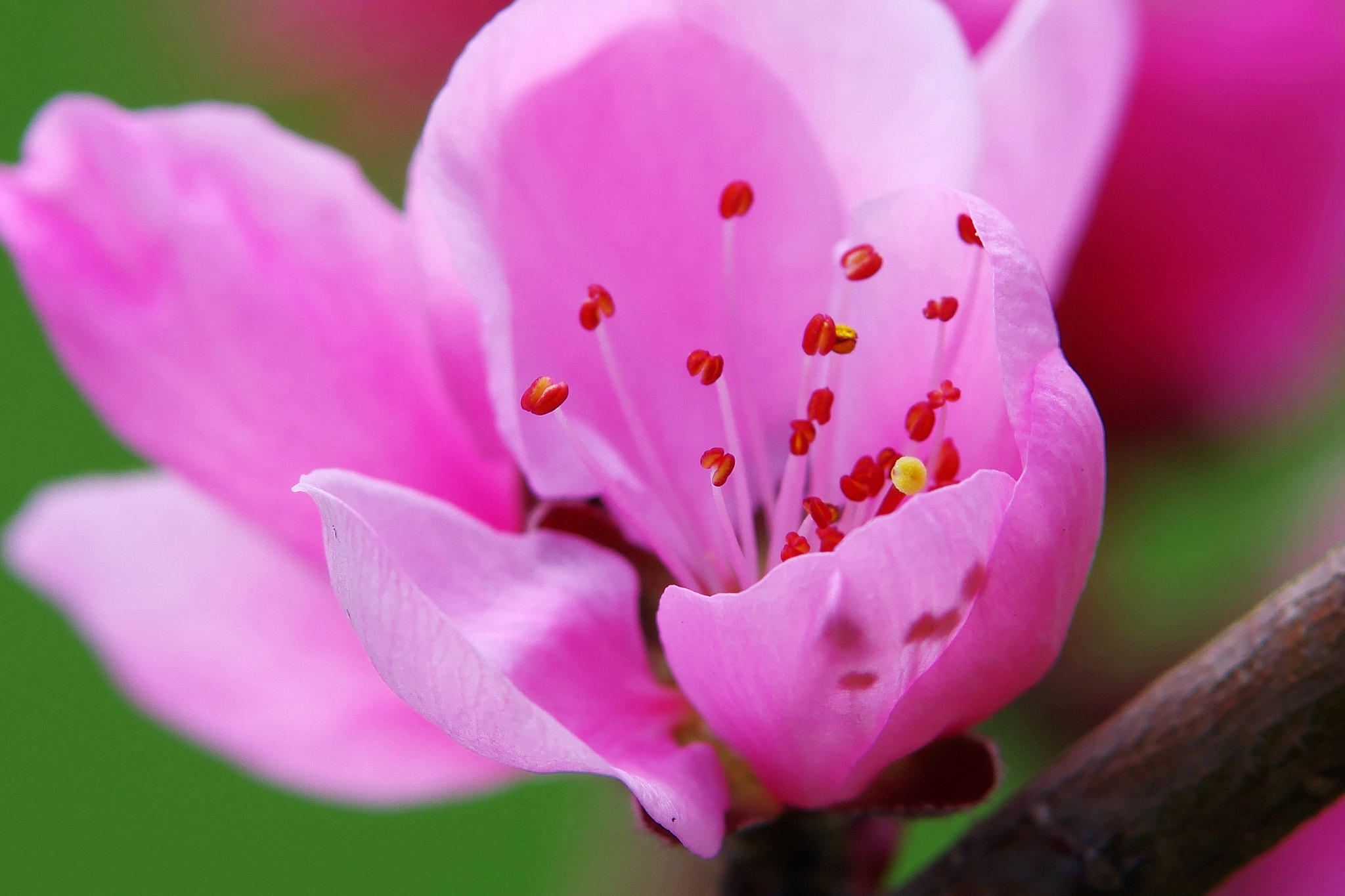 Pentax K-5 IIs sample photo. Petal photography