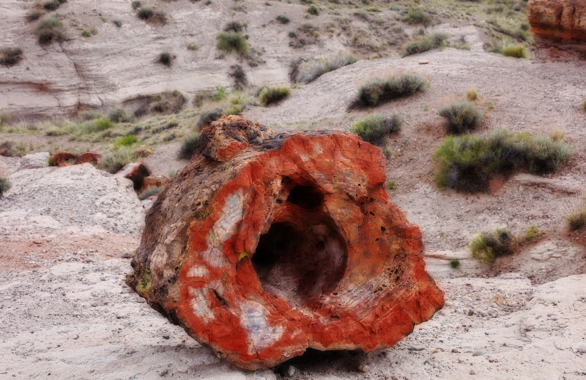 Canon EOS 5DS R sample photo. Petrified forest photography