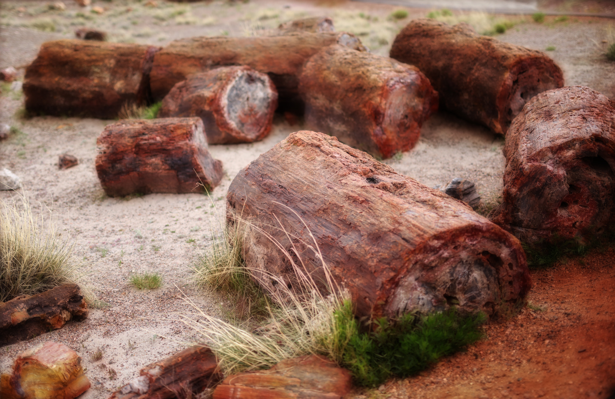Canon EOS 5DS R + Sigma 50mm F1.4 EX DG HSM sample photo. Petrified forest photography