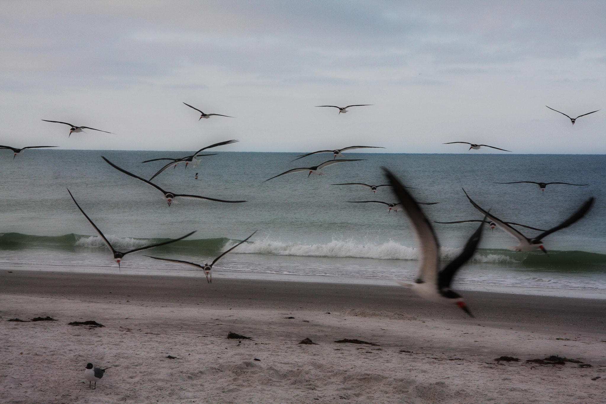 Canon EF-S 17-85mm F4-5.6 IS USM sample photo. Rynchops niger photography
