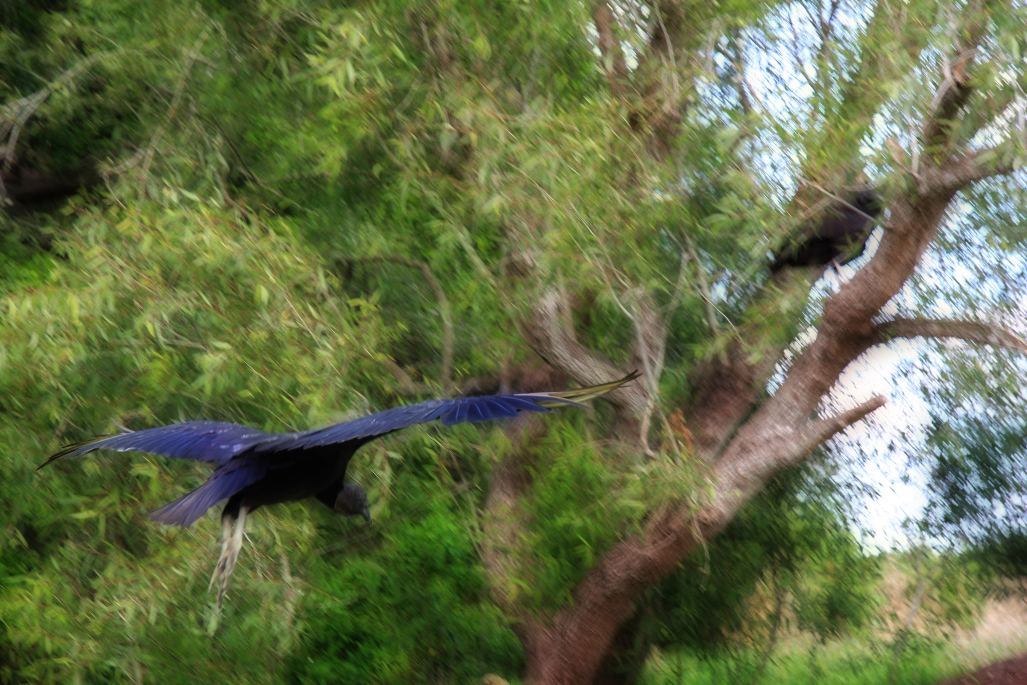Canon EF-S 17-85mm F4-5.6 IS USM sample photo. Myakka river park photography