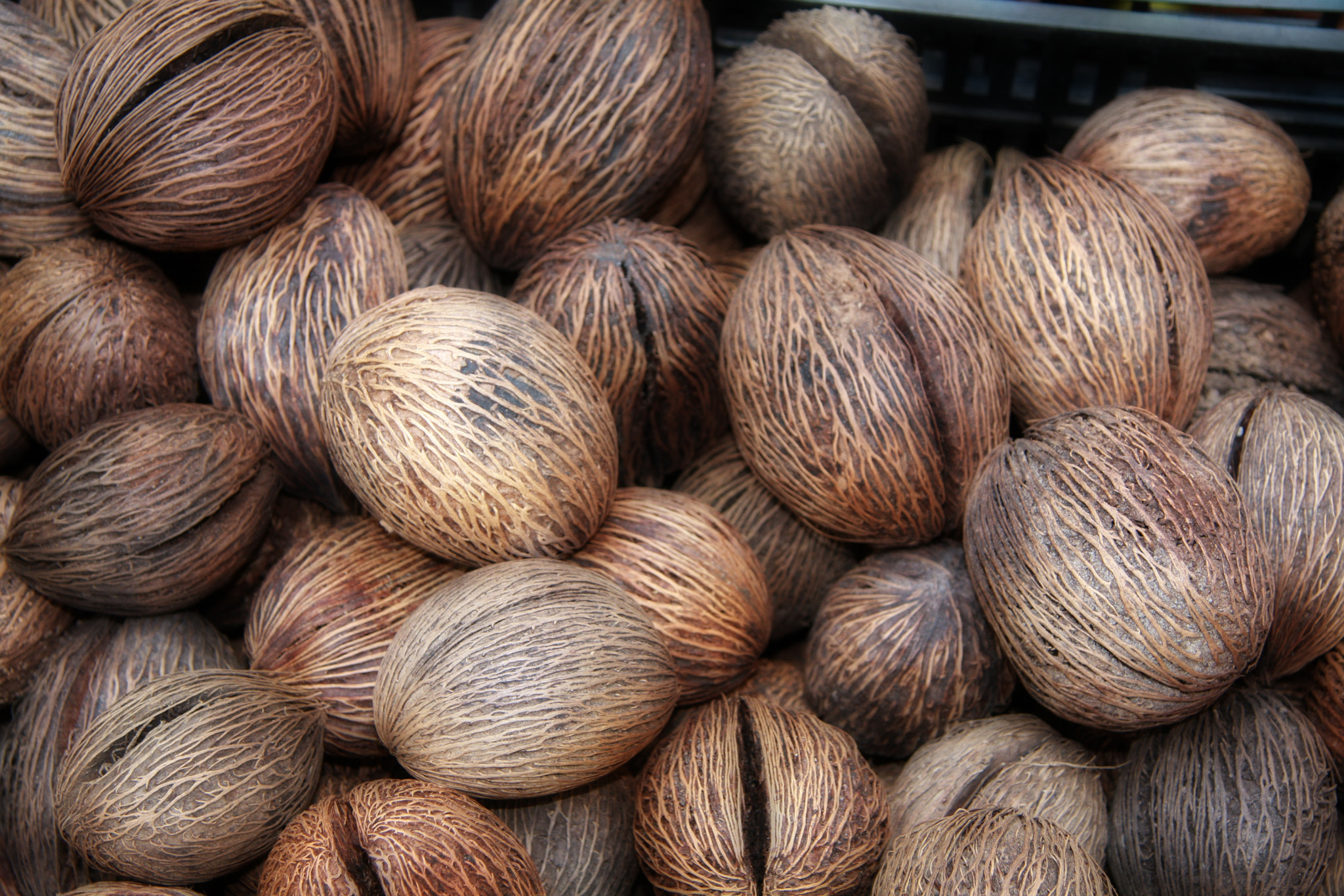 Canon EF-S 17-85mm F4-5.6 IS USM sample photo. Nuts photography