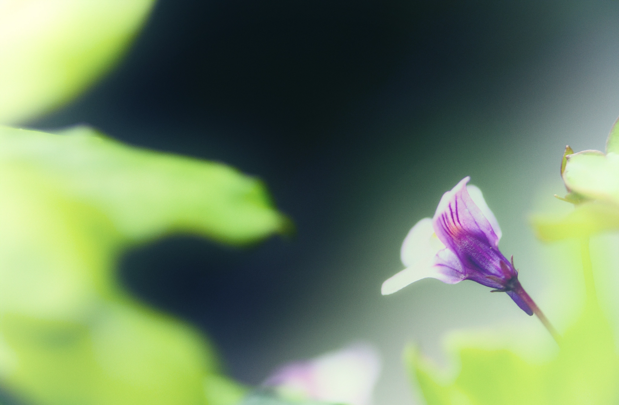Canon EF-S 60mm F2.8 Macro USM sample photo. Small world photography