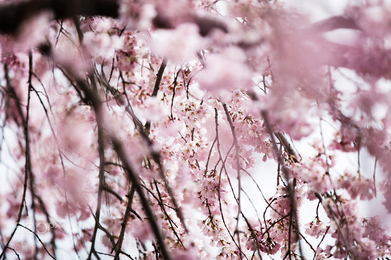 Canon EOS 5DS R sample photo. A touch of pink photography