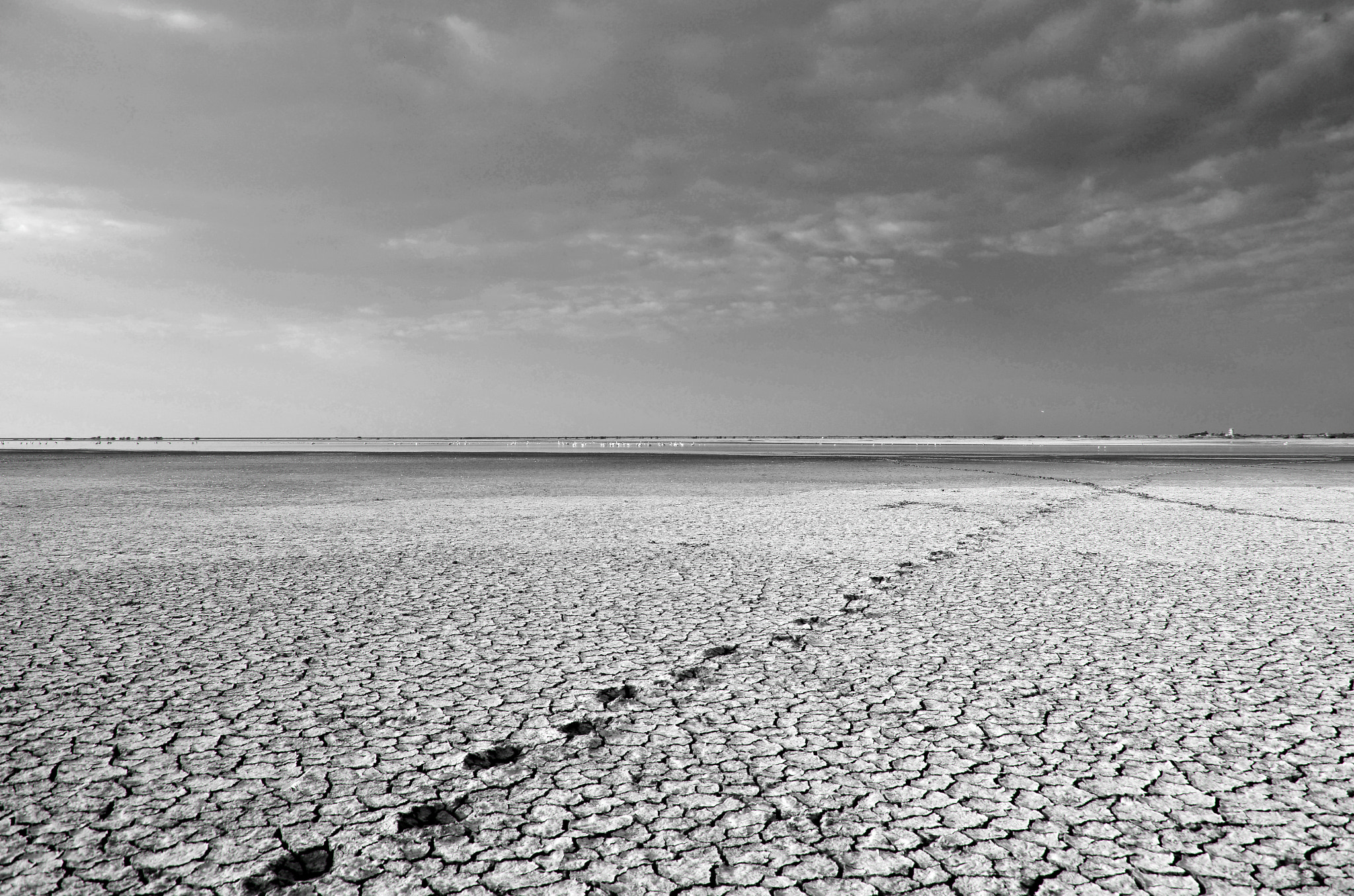 Nikon AF-S Nikkor 500mm F4D ED-IF II sample photo. Little rann of kachchh, gujarat photography