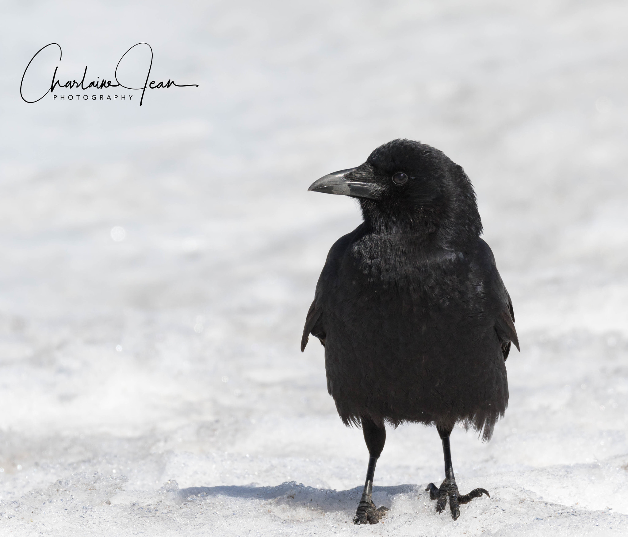 Canon EOS 7D Mark II + 150-600mm F5-6.3 DG OS HSM | Sports 014 sample photo. Crow on the snow photography