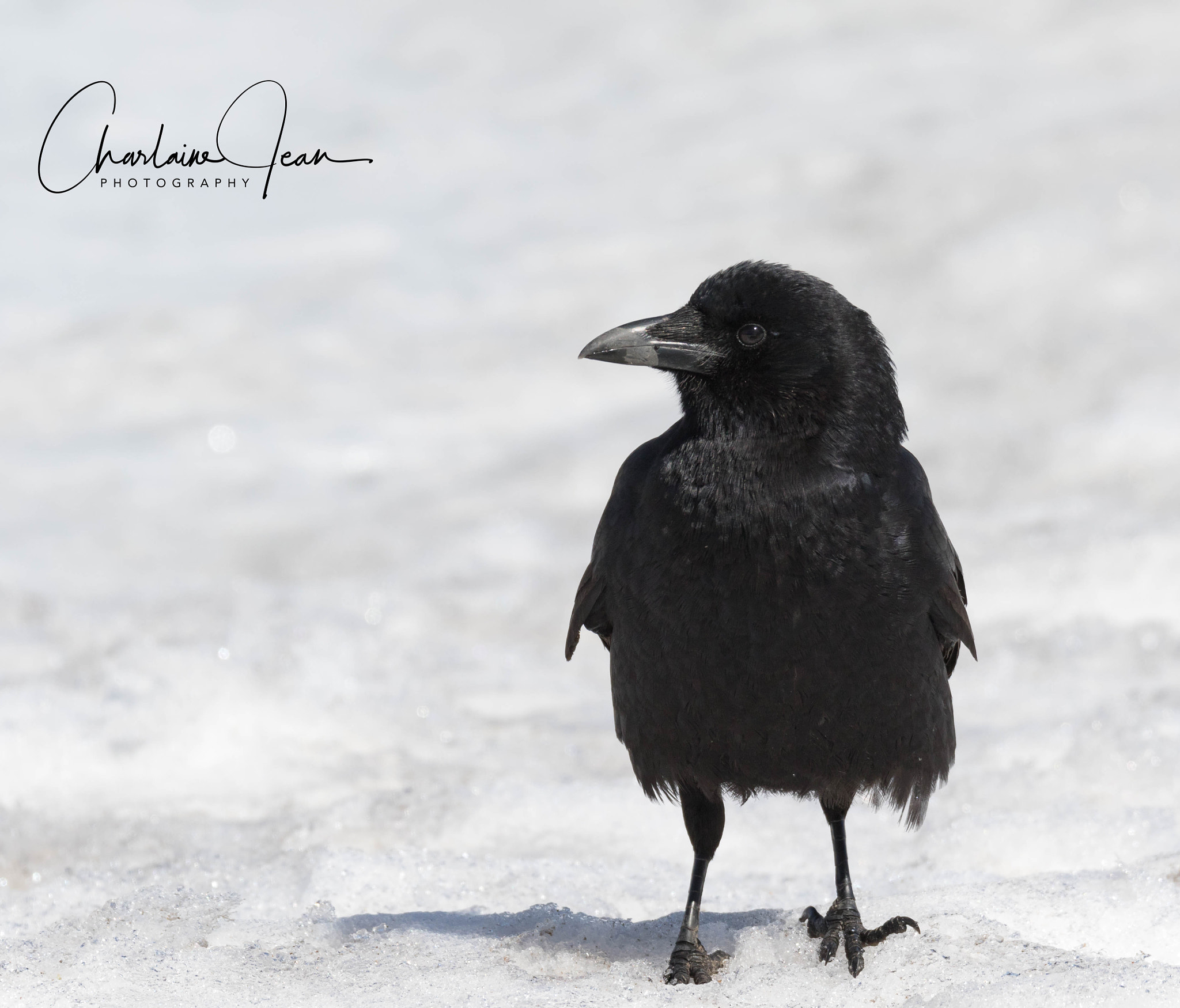150-600mm F5-6.3 DG OS HSM | Sports 014 sample photo. Crow on the snow photography
