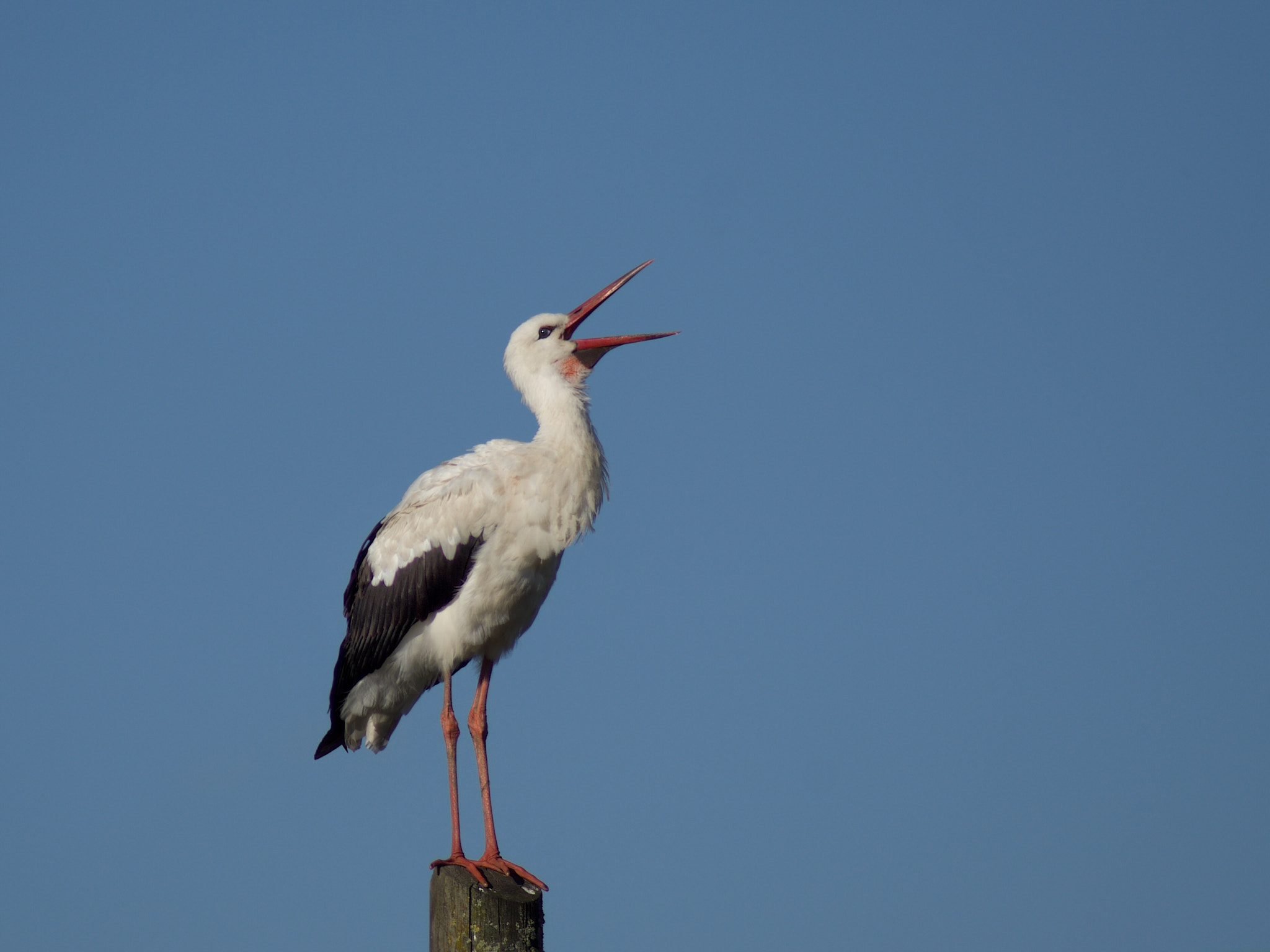 Tamron AF 70-300mm F4-5.6 LD Macro 1:2 sample photo. Storch photography