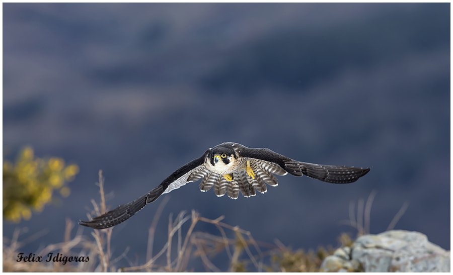 Canon EF 300mm F2.8L IS II USM sample photo. Vuelo rasante photography
