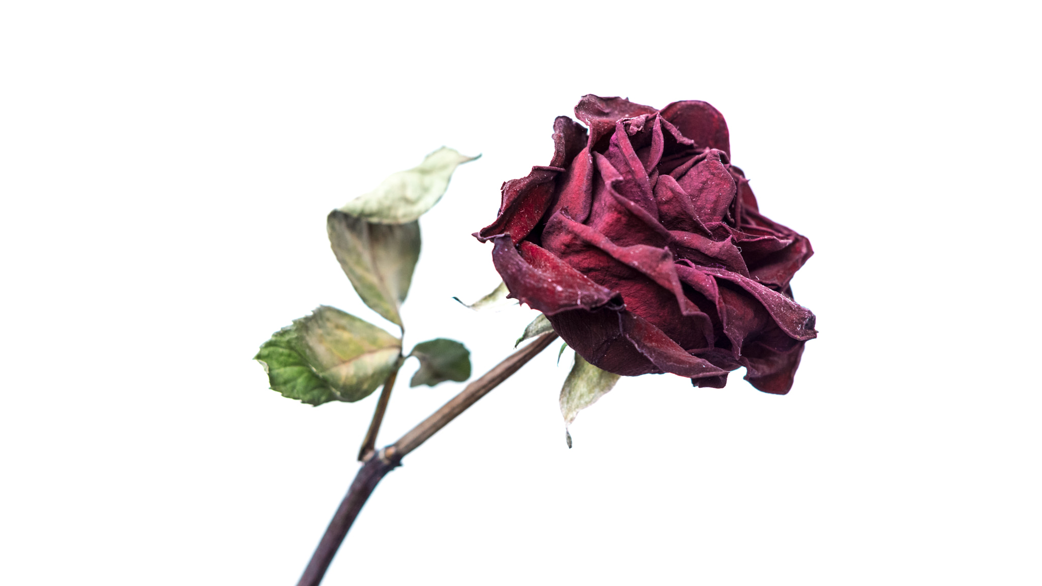 Nikon D5300 sample photo. About the dried rose. photography