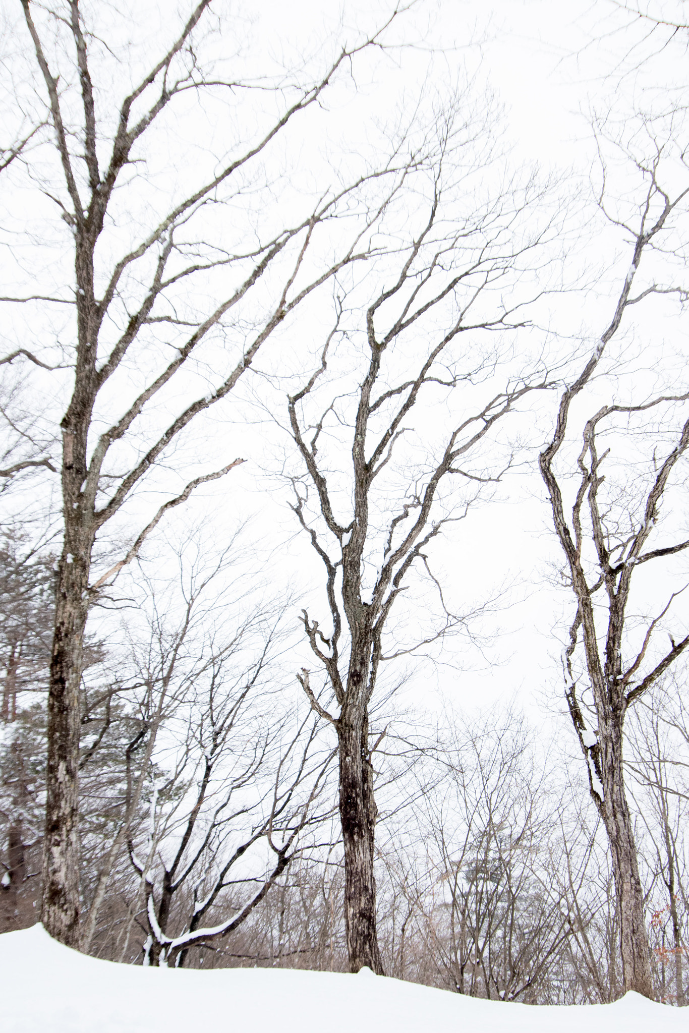 Pentax K-1 sample photo. Winter forest photography