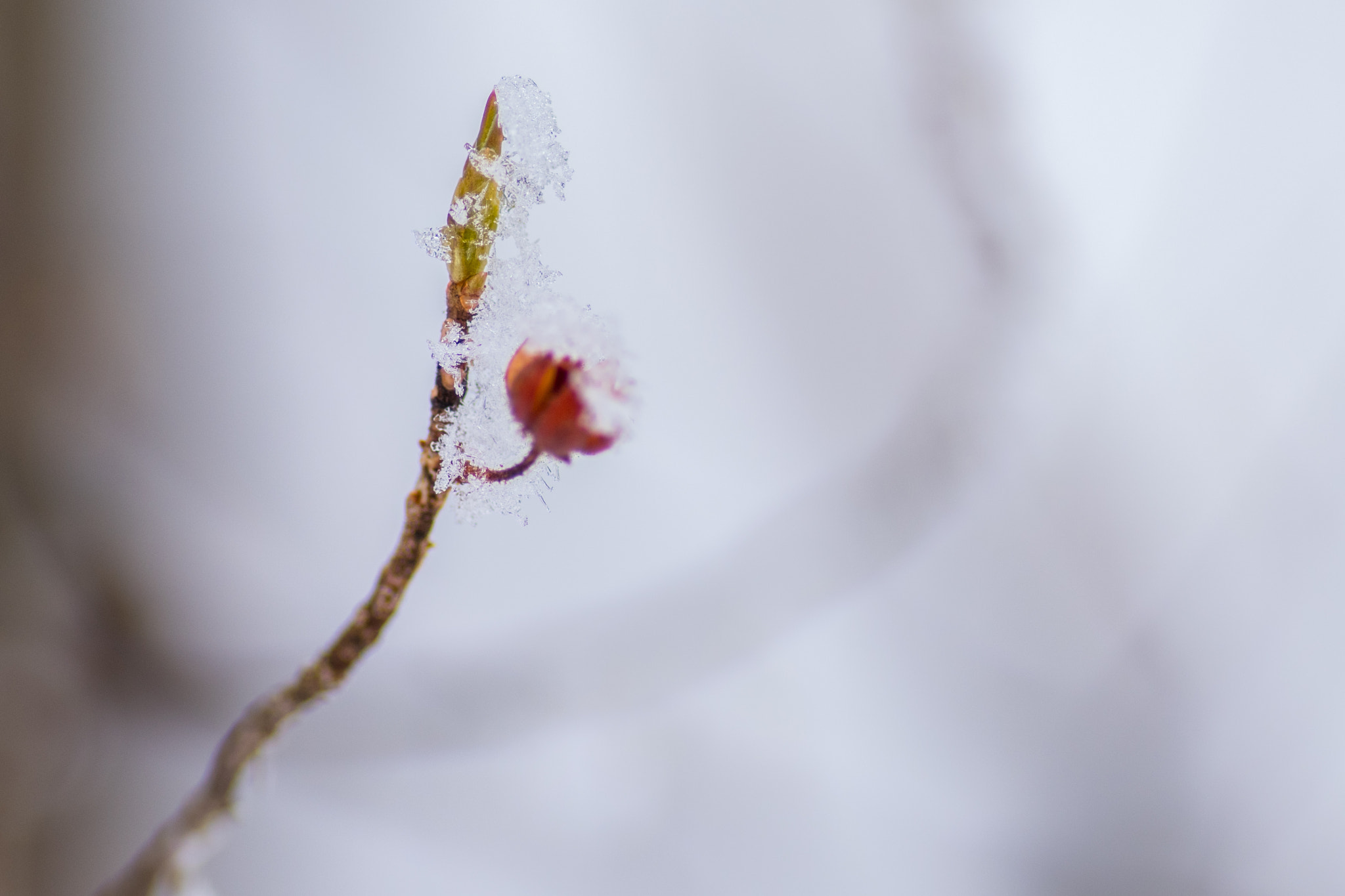 Pentax smc D-FA 100mm F2.8 Macro WR sample photo. Winter forest photography