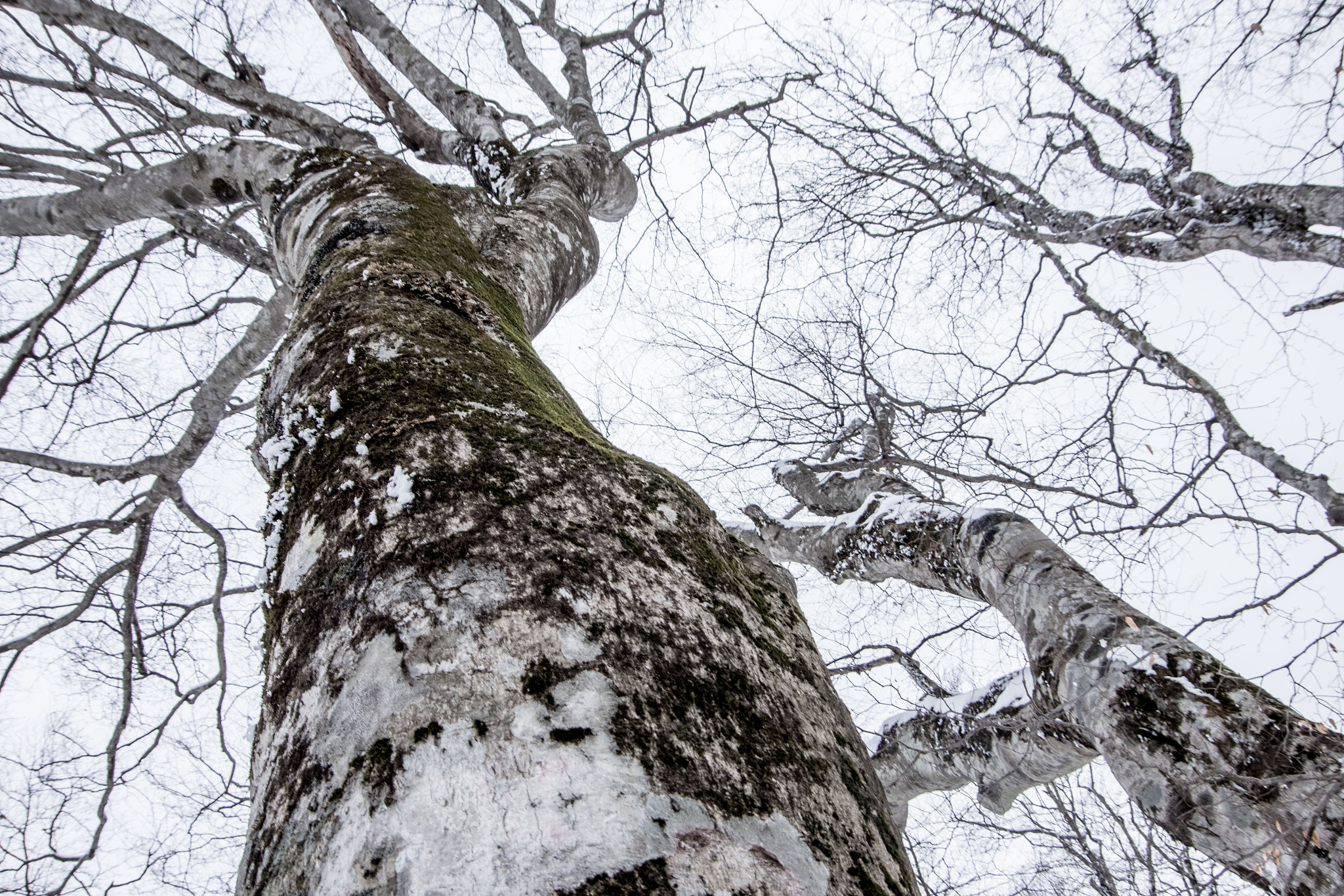 Pentax K-1 sample photo. Winter forest photography