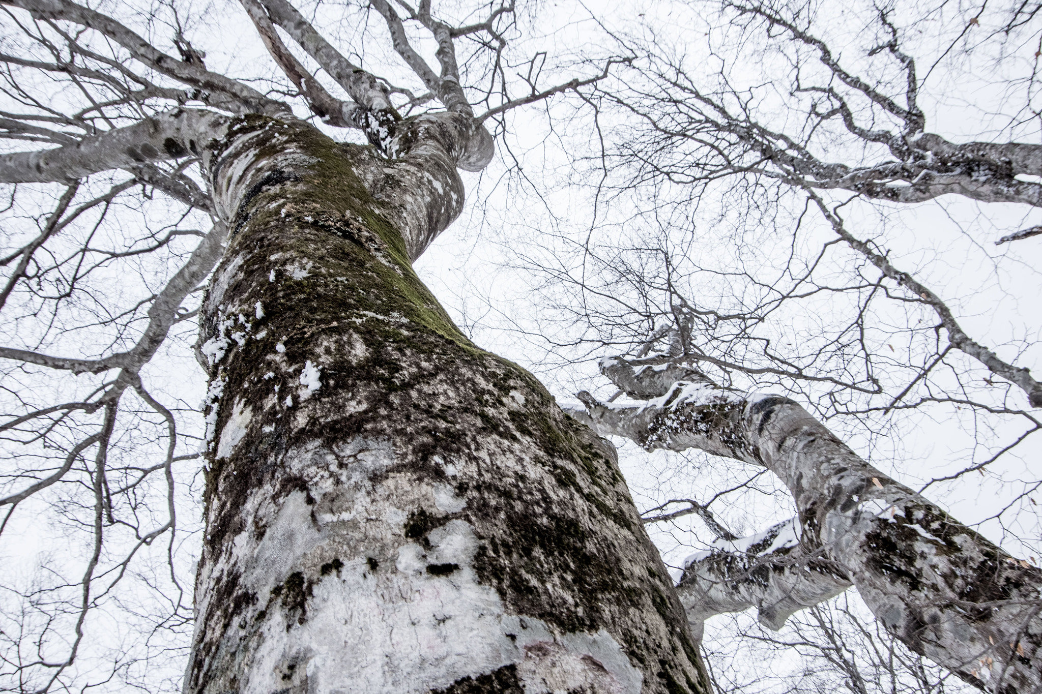 Pentax K-1 + Pentax smc DA 18-135mm F3.5-5.6ED AL [IF] DC WR sample photo. Winter forest photography