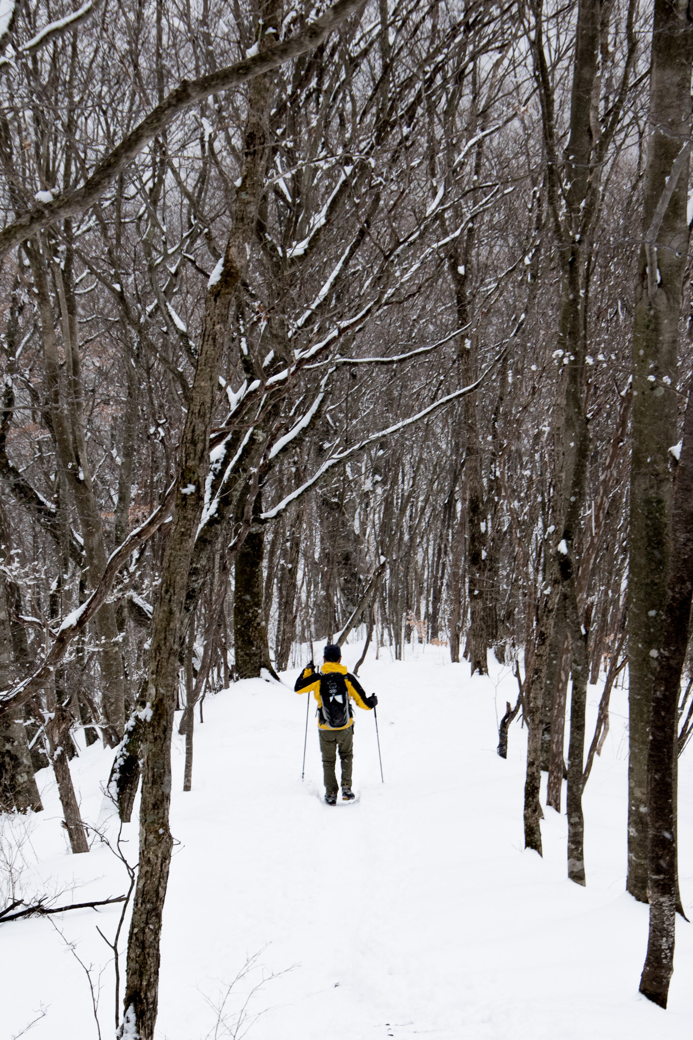 Pentax K-1 sample photo. Winter forest photography