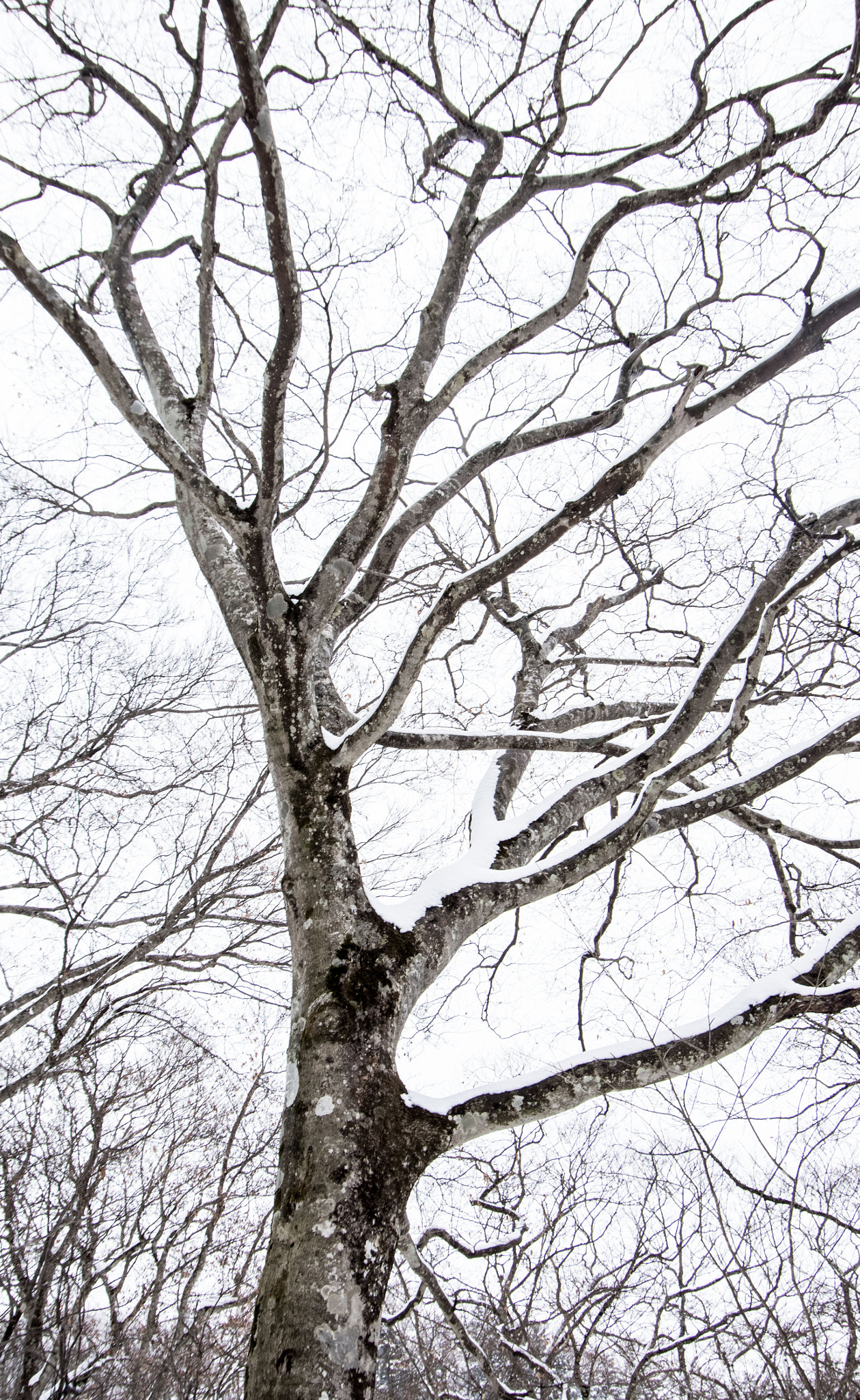 Pentax K-1 sample photo. Winter forest photography