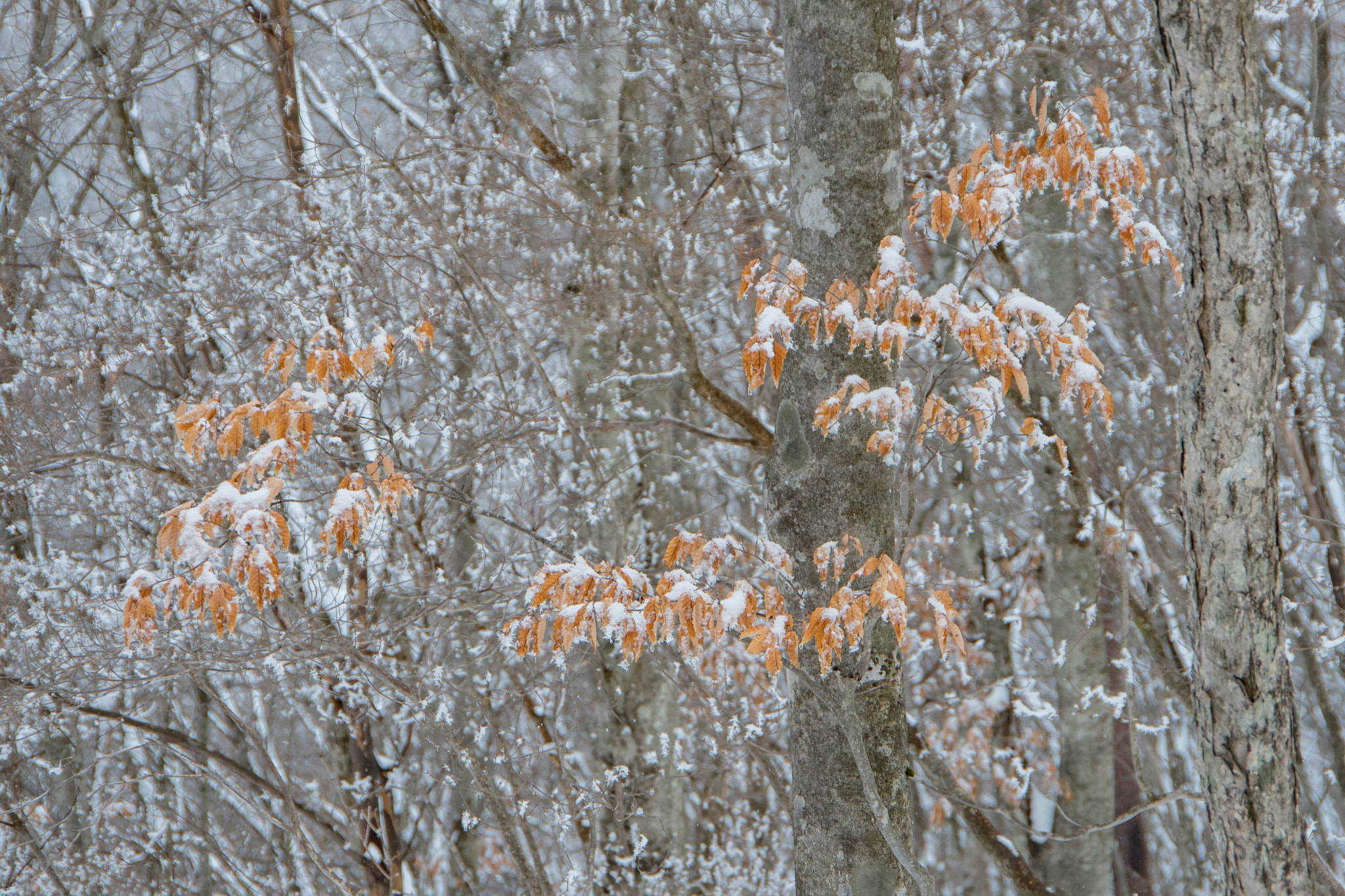 Pentax K-1 + Pentax smc DA 18-135mm F3.5-5.6ED AL [IF] DC WR sample photo. Winter forest photography