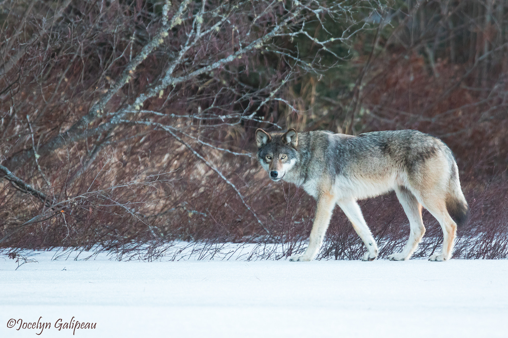 Canon EOS 7D Mark II sample photo. Wild wolf walking on ice photography