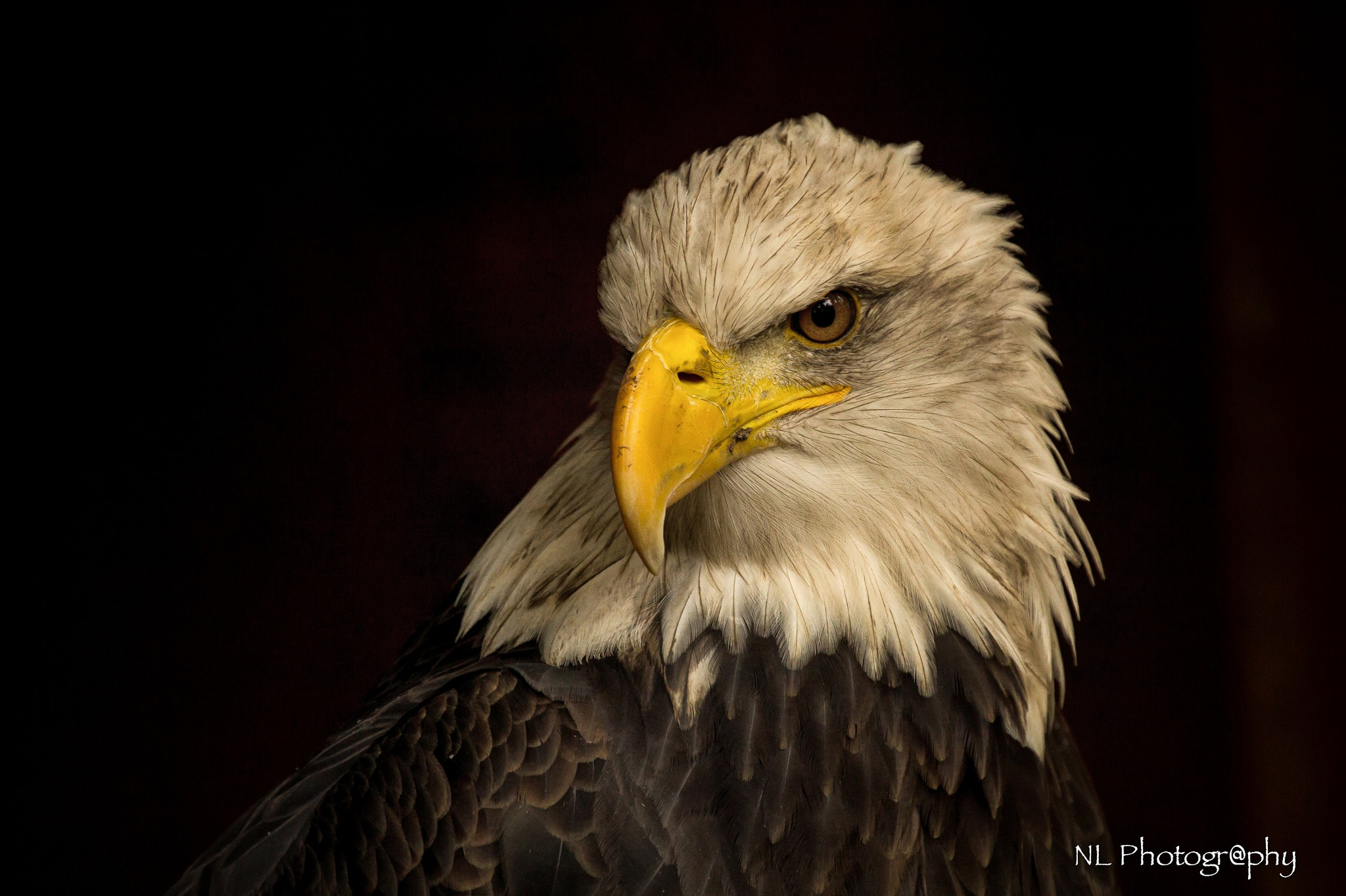 Canon EF 70-300mm F4-5.6L IS USM sample photo. Bald eagle photography