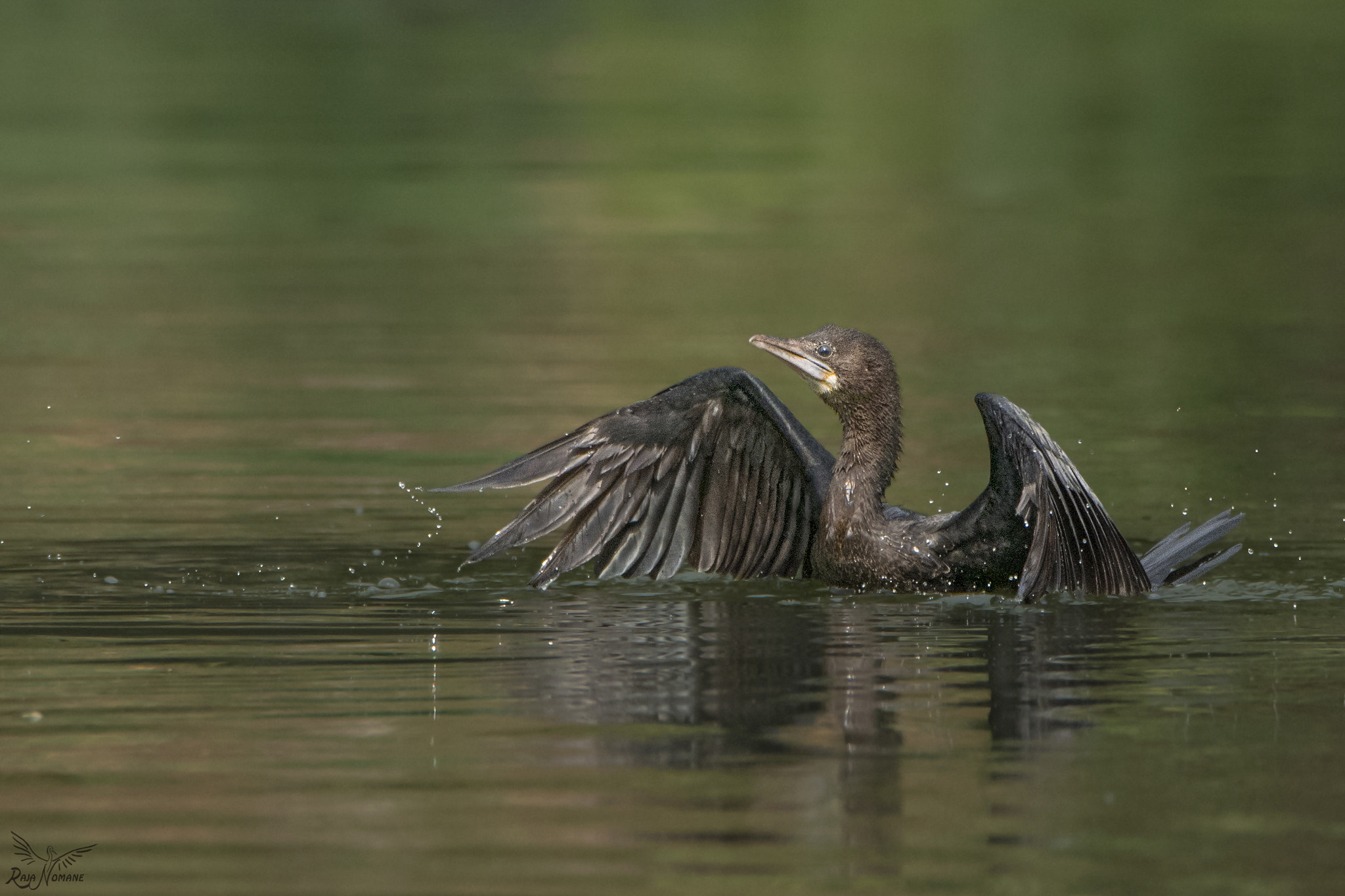 Nikon D500 + Sigma 50mm F2.8 EX DG Macro sample photo. Just before takeoff photography