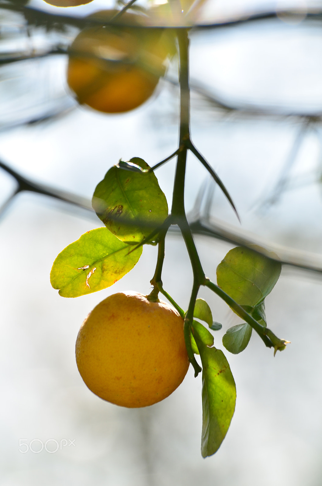 Sigma 10mm F2.8 EX DC HSM Diagonal Fisheye sample photo. Unknown citrus fruit photography